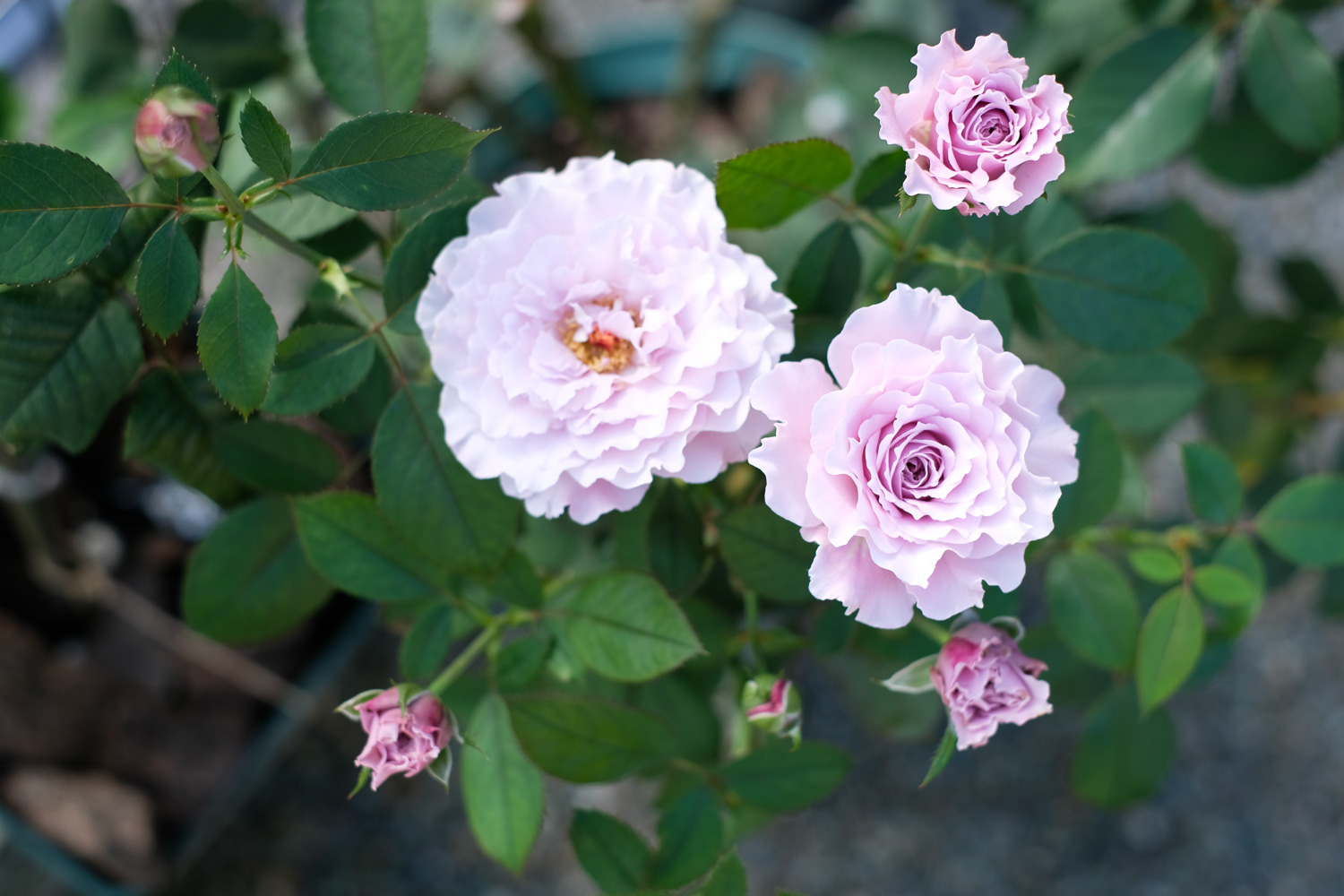 f:id:kota2009:20201007084914j:plain