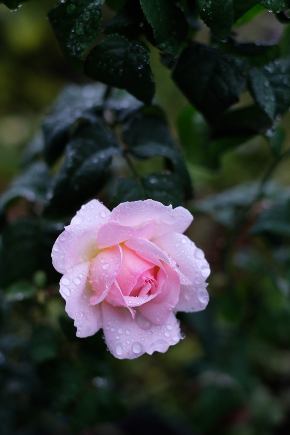 f:id:kota2009:20201008060850j:plain