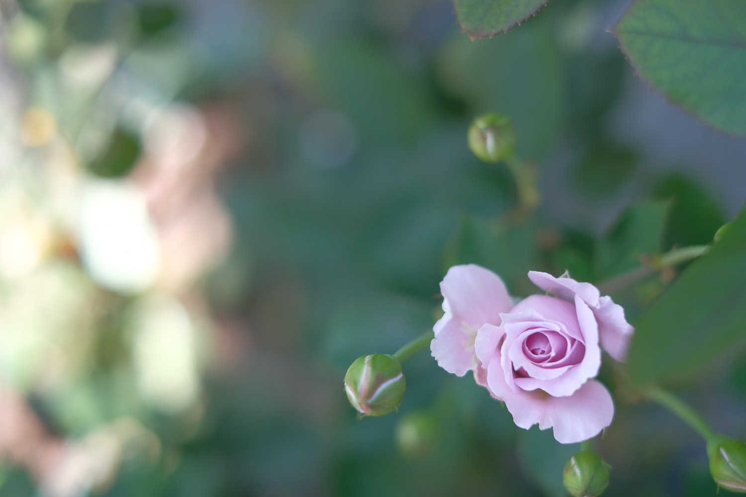 f:id:kota2009:20201013104334j:plain