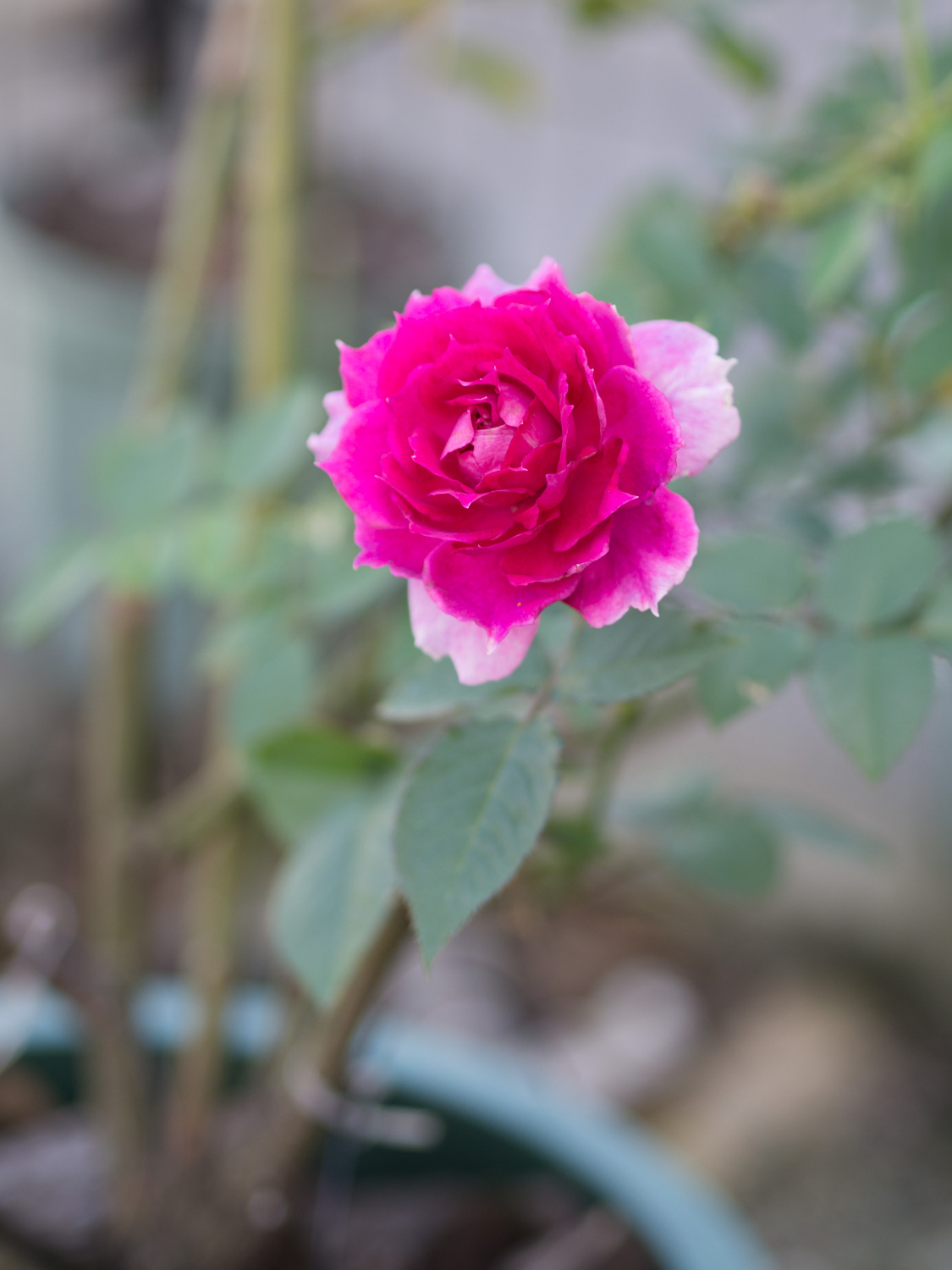 f:id:kota2009:20201016145724j:plain