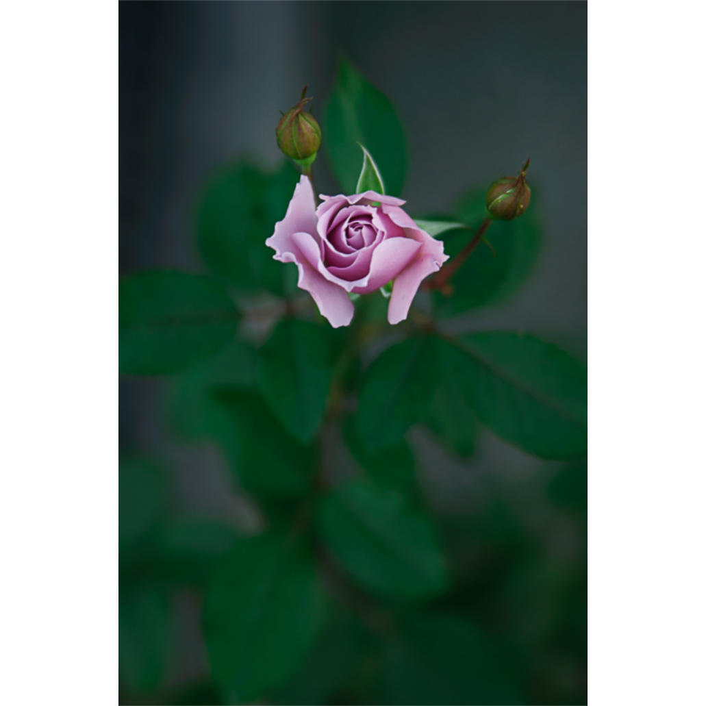 f:id:kota2009:20201024175151j:plain