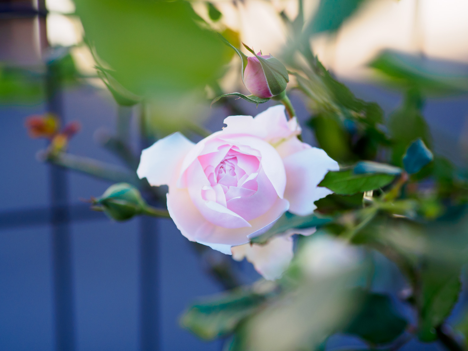 f:id:kota2009:20201128092117j:plain