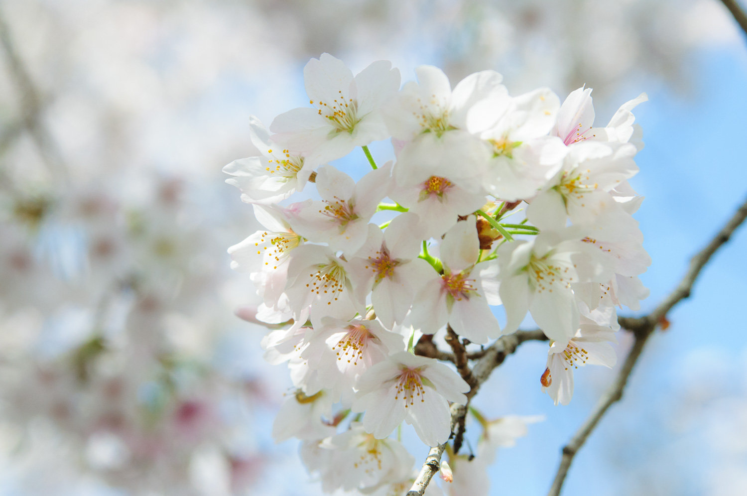 f:id:kota2009:20210329100352j:plain