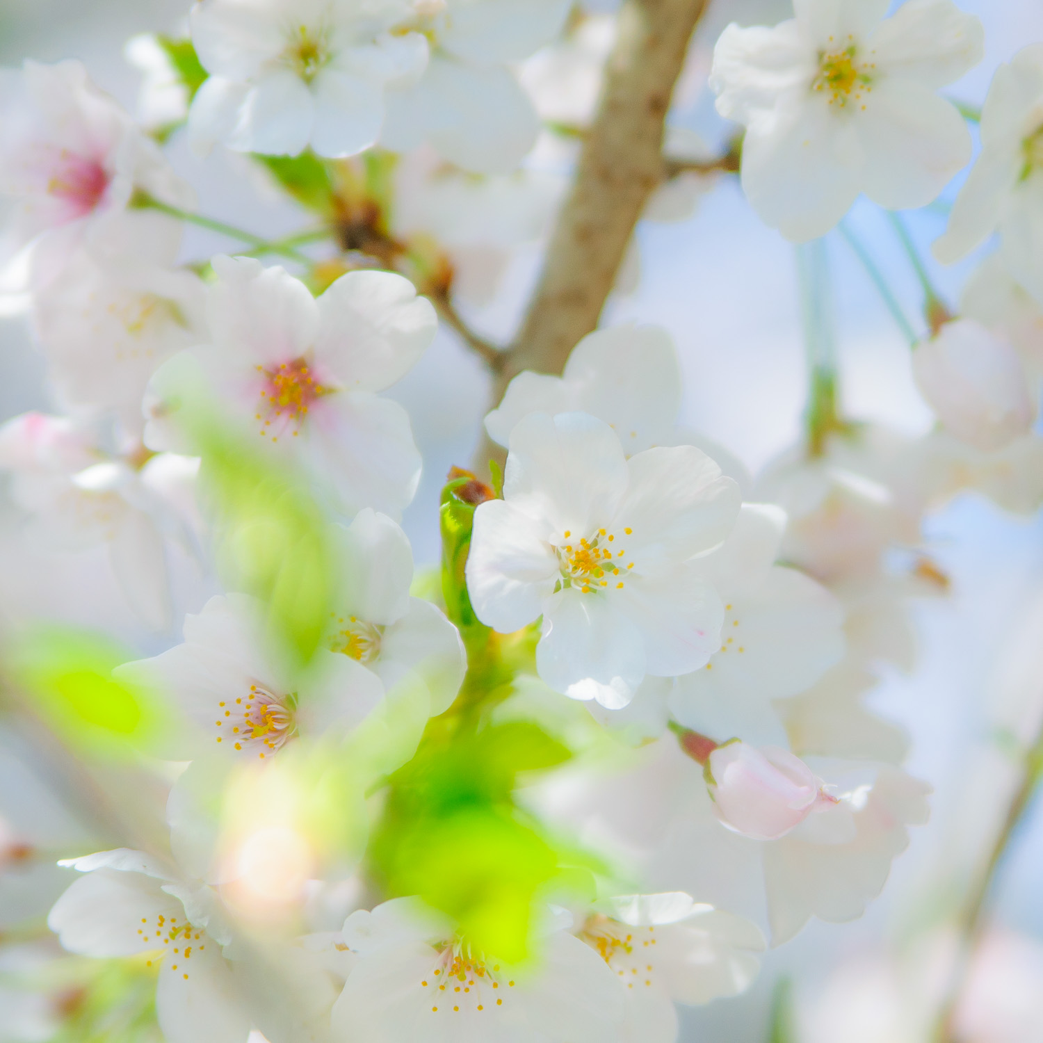 f:id:kota2009:20210329102654j:plain