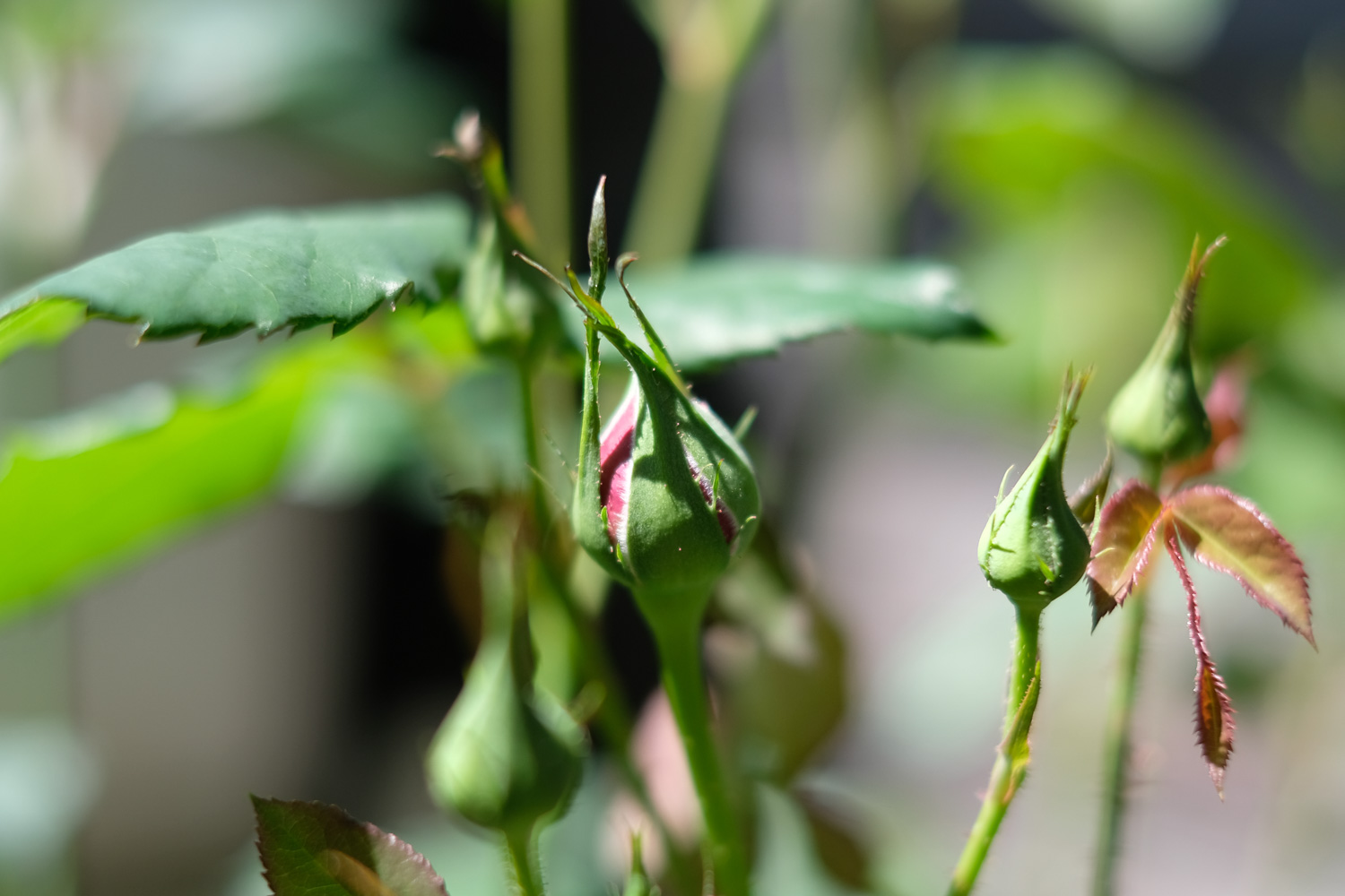 ムンステッドウッド