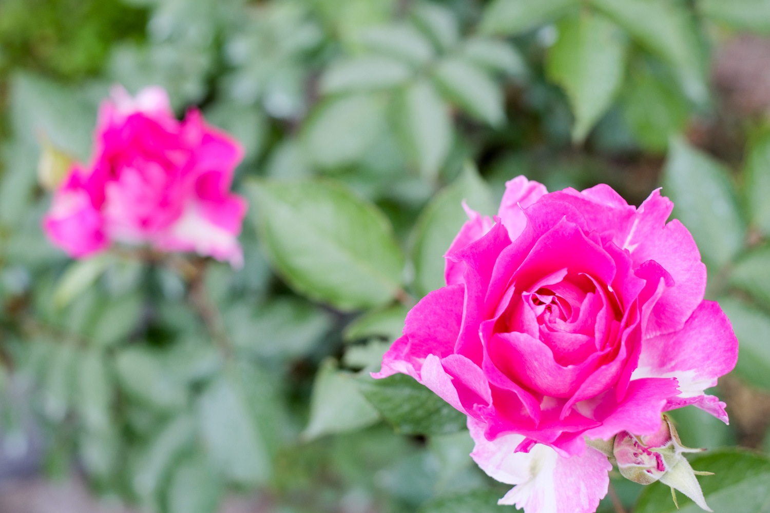 f:id:kota2009:20210428172146j:plain