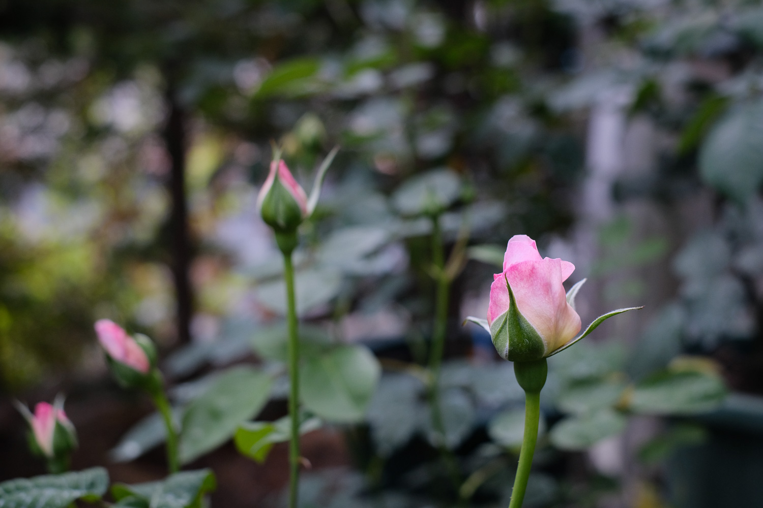 f:id:kota2009:20210428172622j:plain