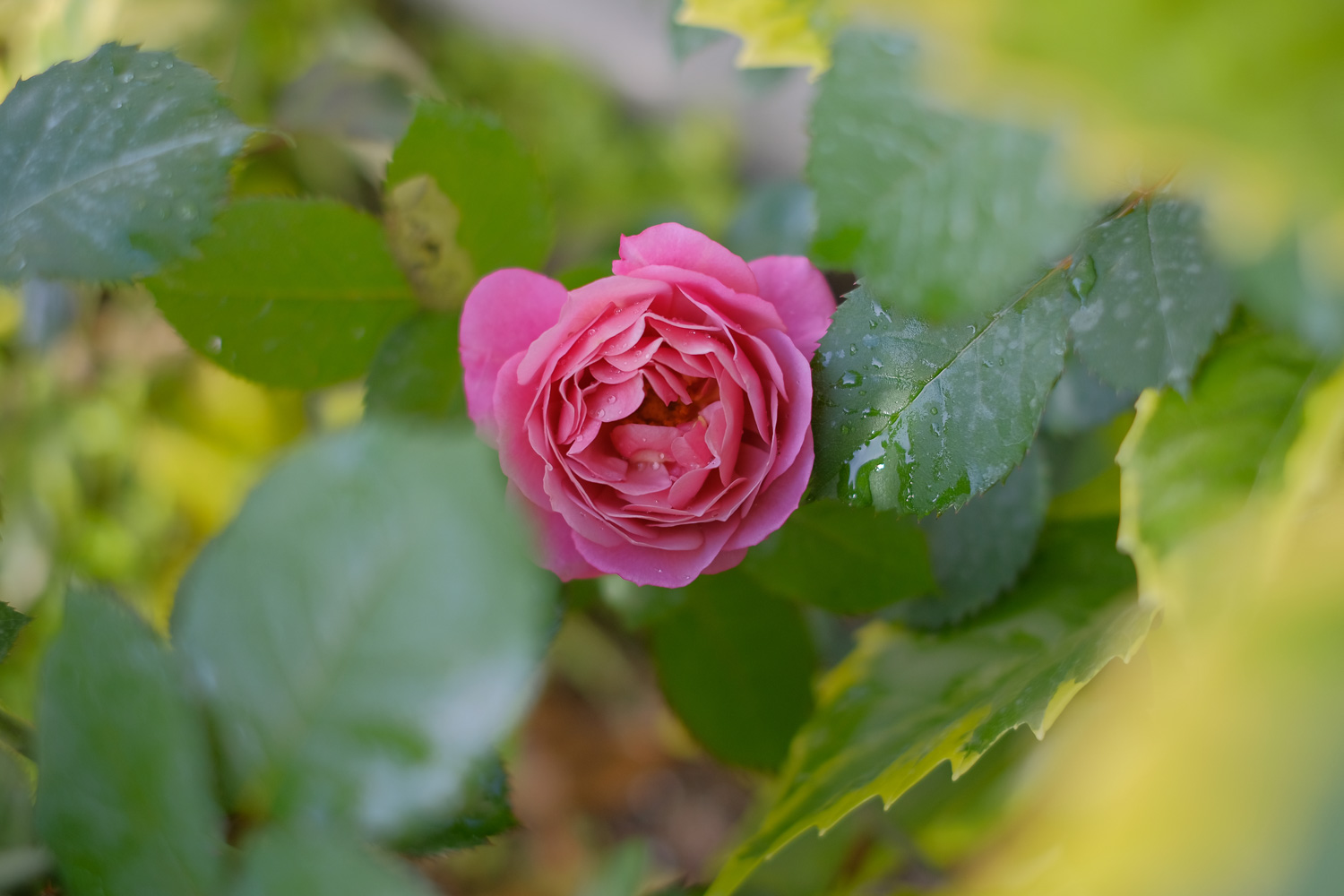 f:id:kota2009:20210501160624j:plain