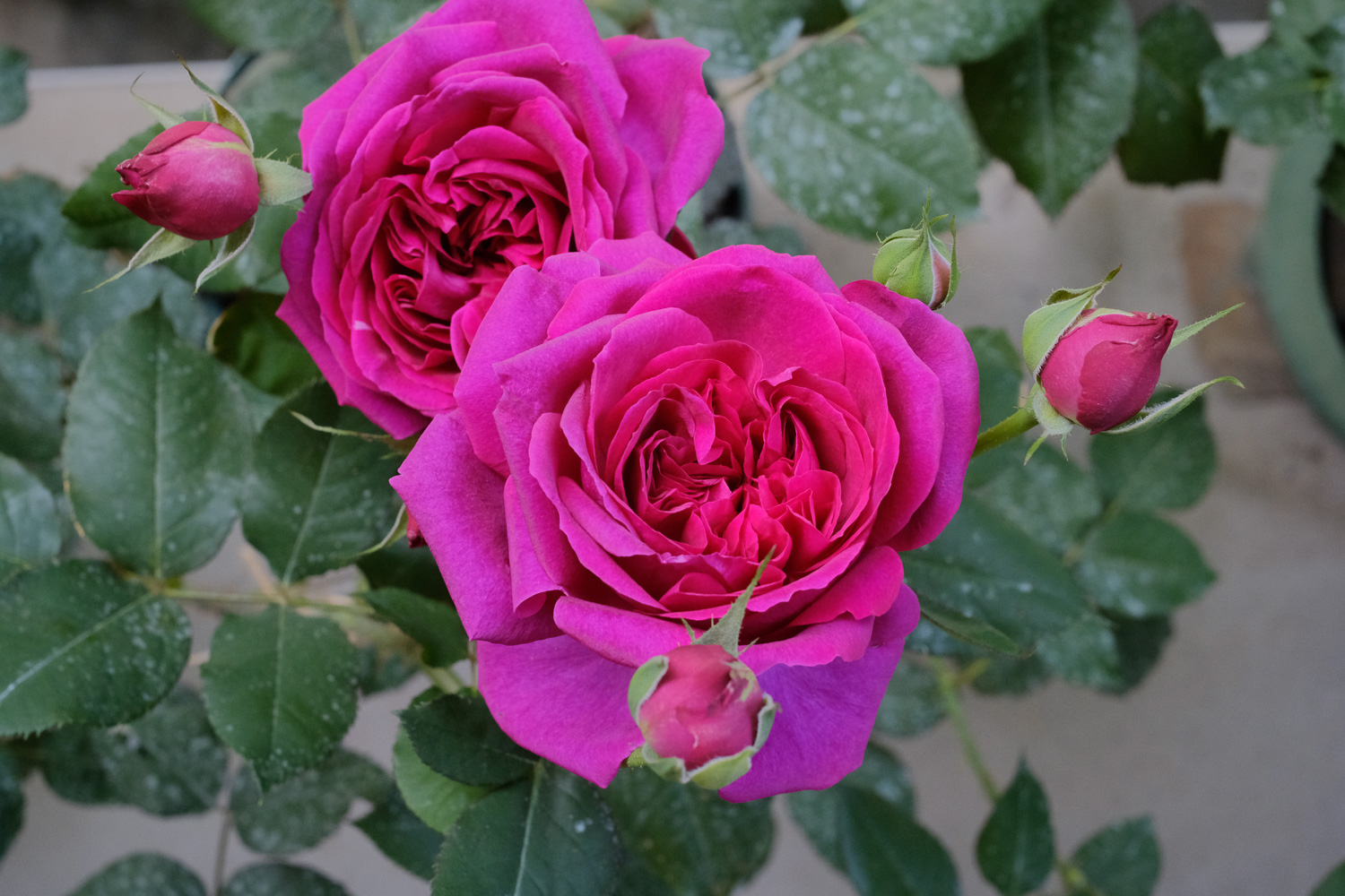 f:id:kota2009:20210504092946j:plain