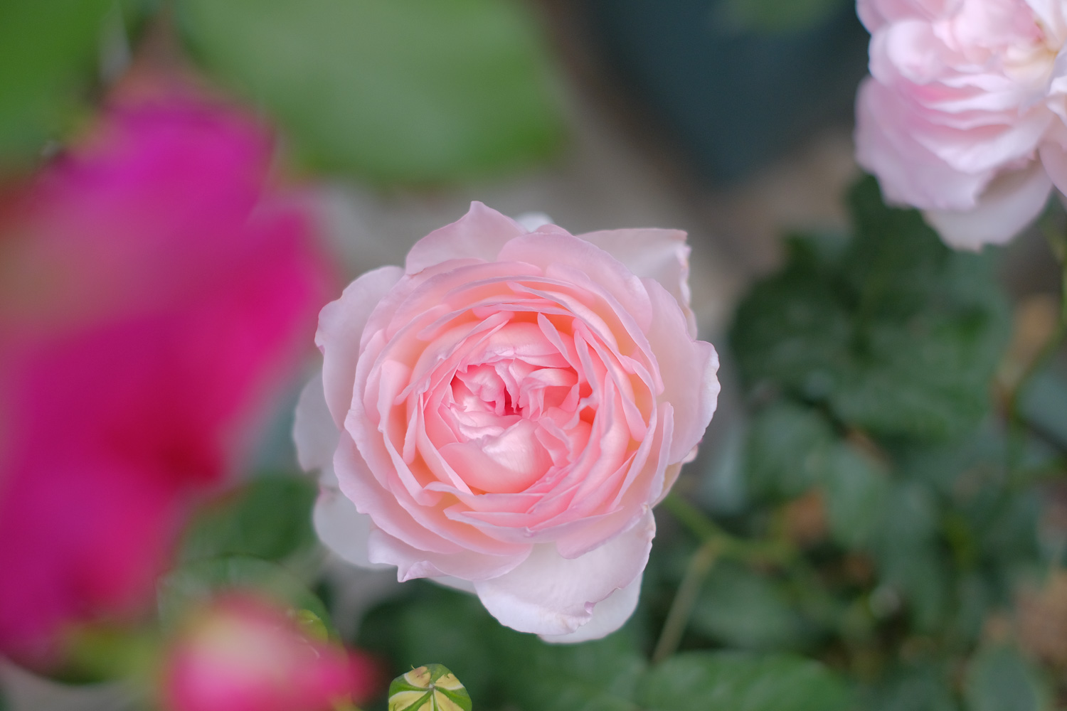 f:id:kota2009:20210505120131j:plain