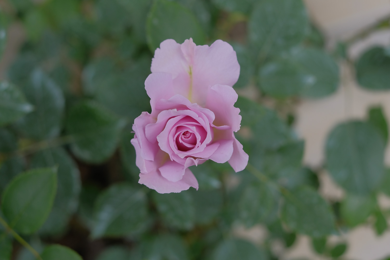 f:id:kota2009:20210506084442j:plain