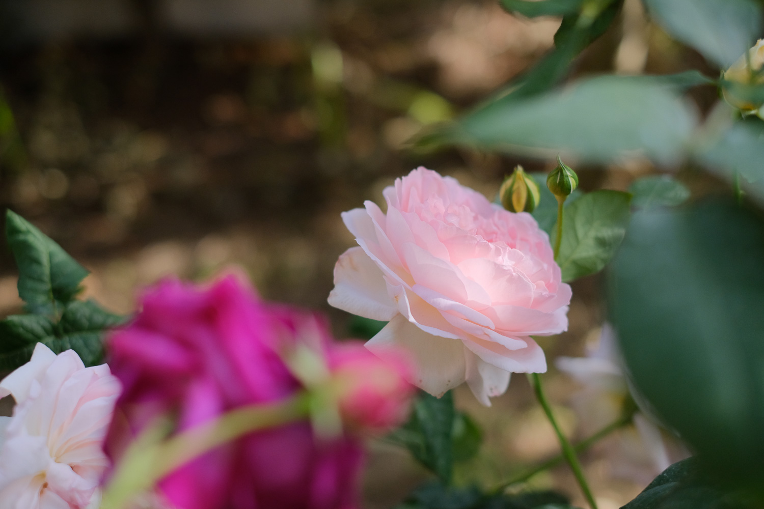 f:id:kota2009:20210506161147j:plain