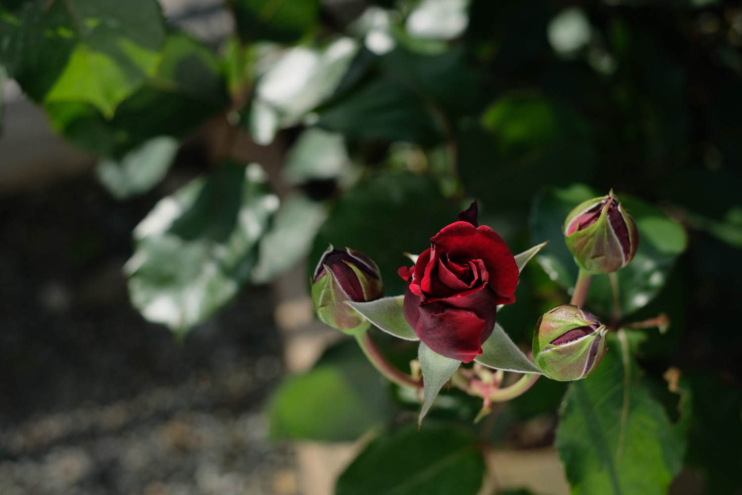 f:id:kota2009:20210506162952j:plain