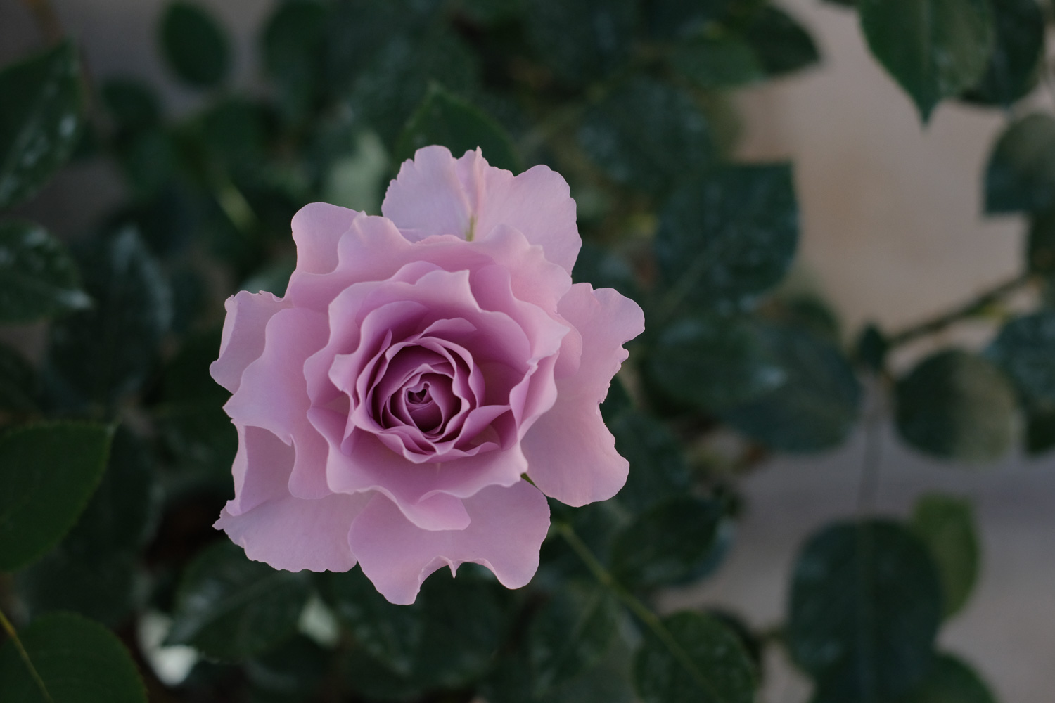 f:id:kota2009:20210506163203j:plain