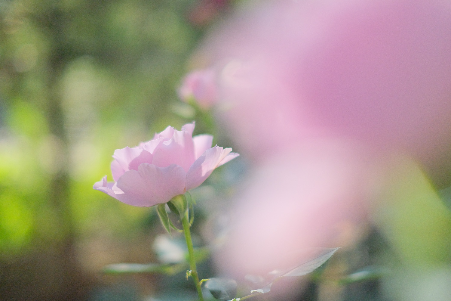 f:id:kota2009:20210506163348j:plain