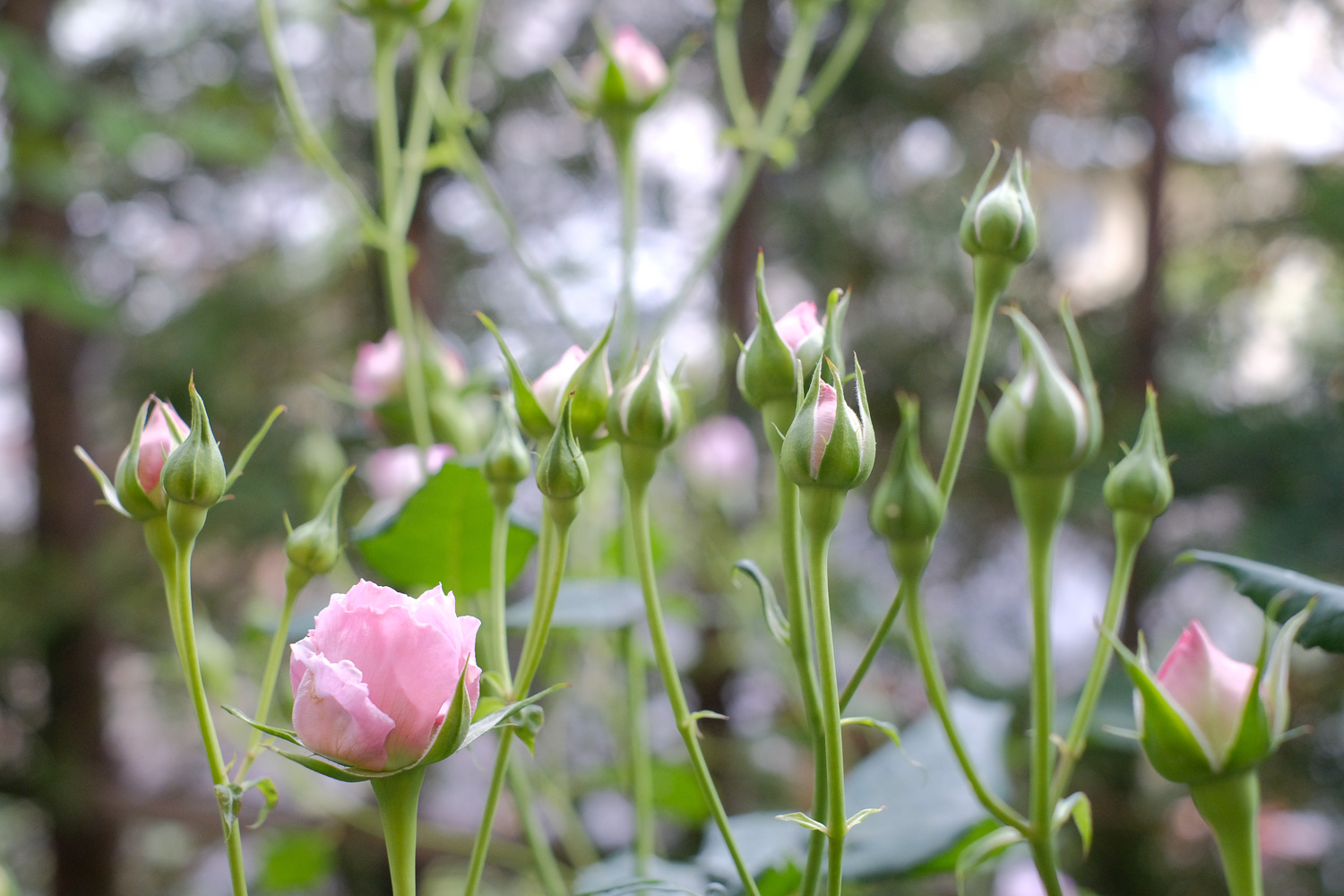 f:id:kota2009:20210507155448j:plain