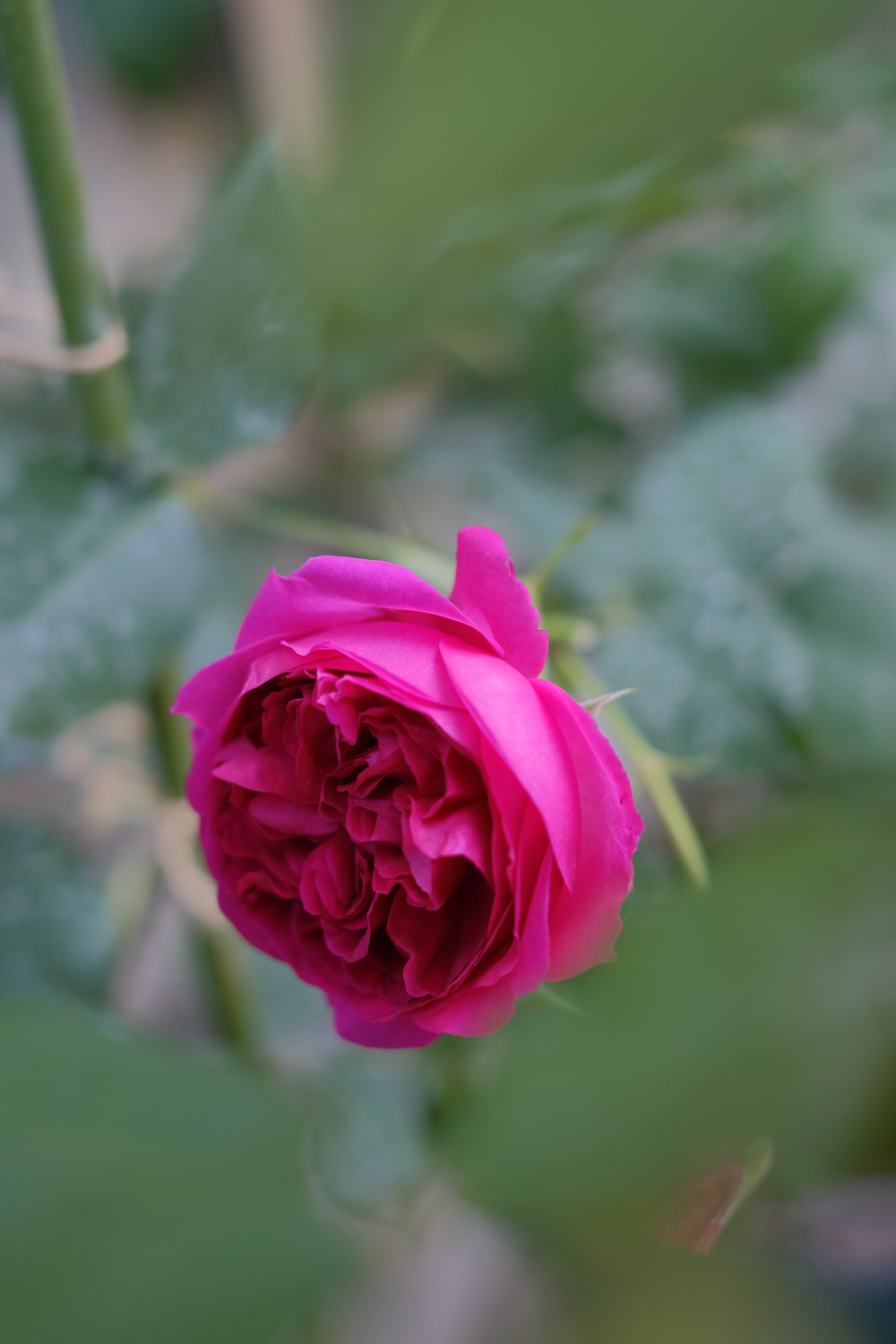 f:id:kota2009:20210509093534j:plain