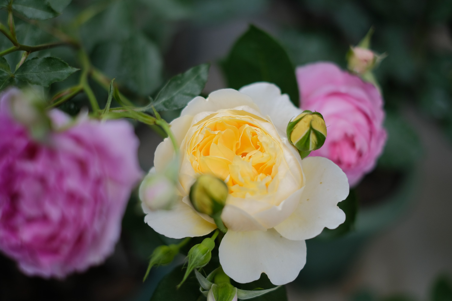 f:id:kota2009:20210511140210j:plain