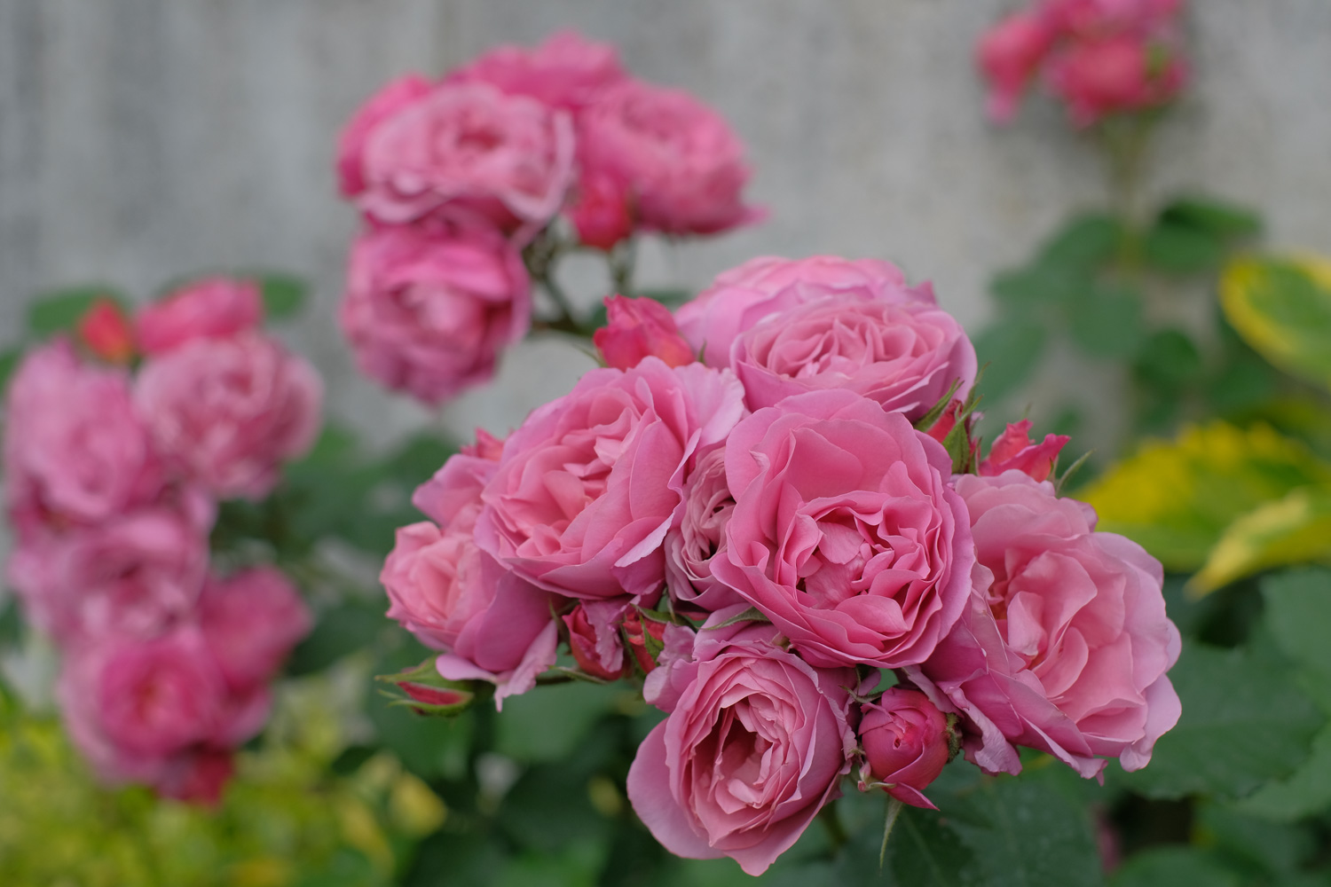 f:id:kota2009:20210511163011j:plain