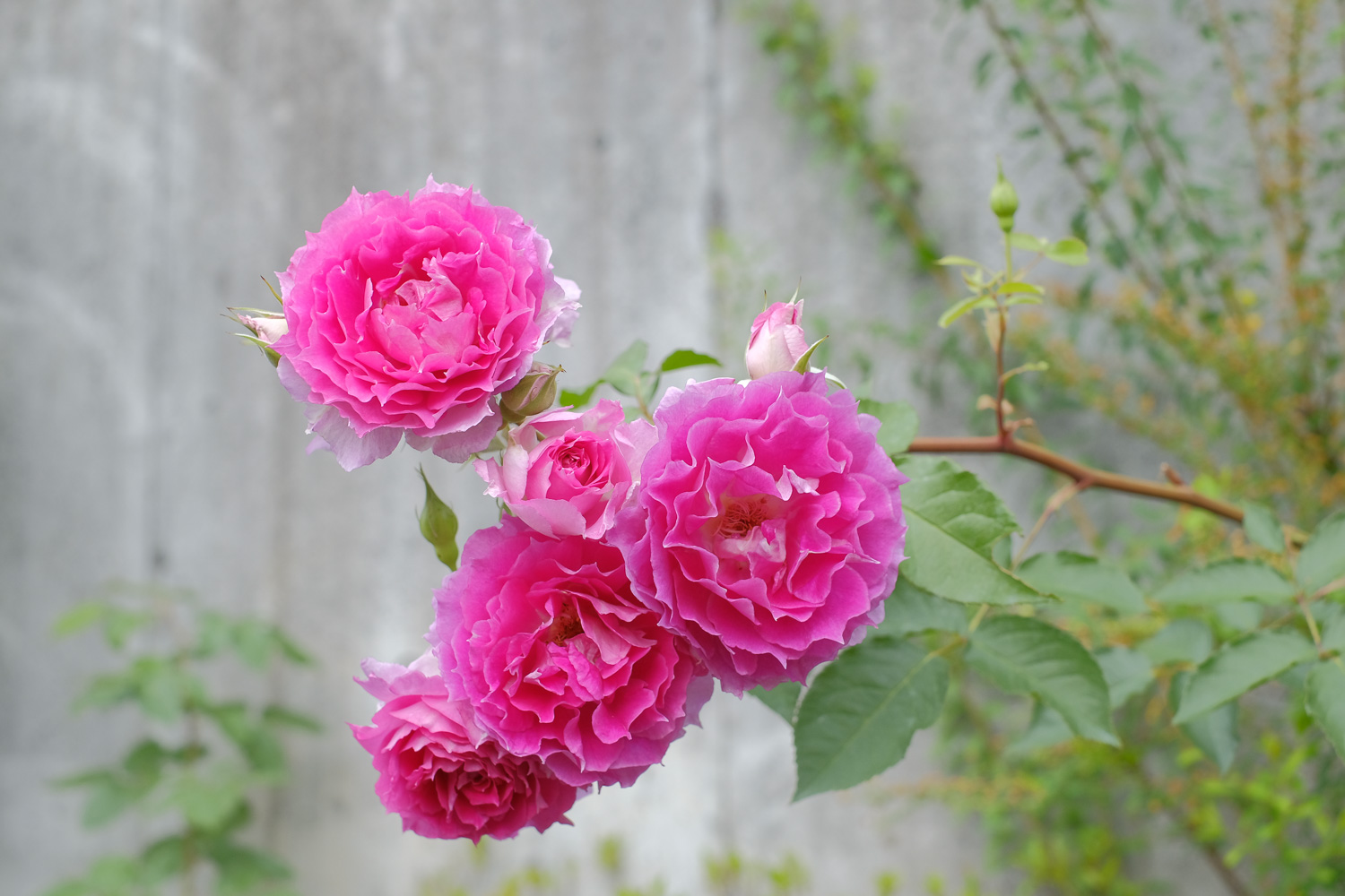 f:id:kota2009:20210511163056j:plain