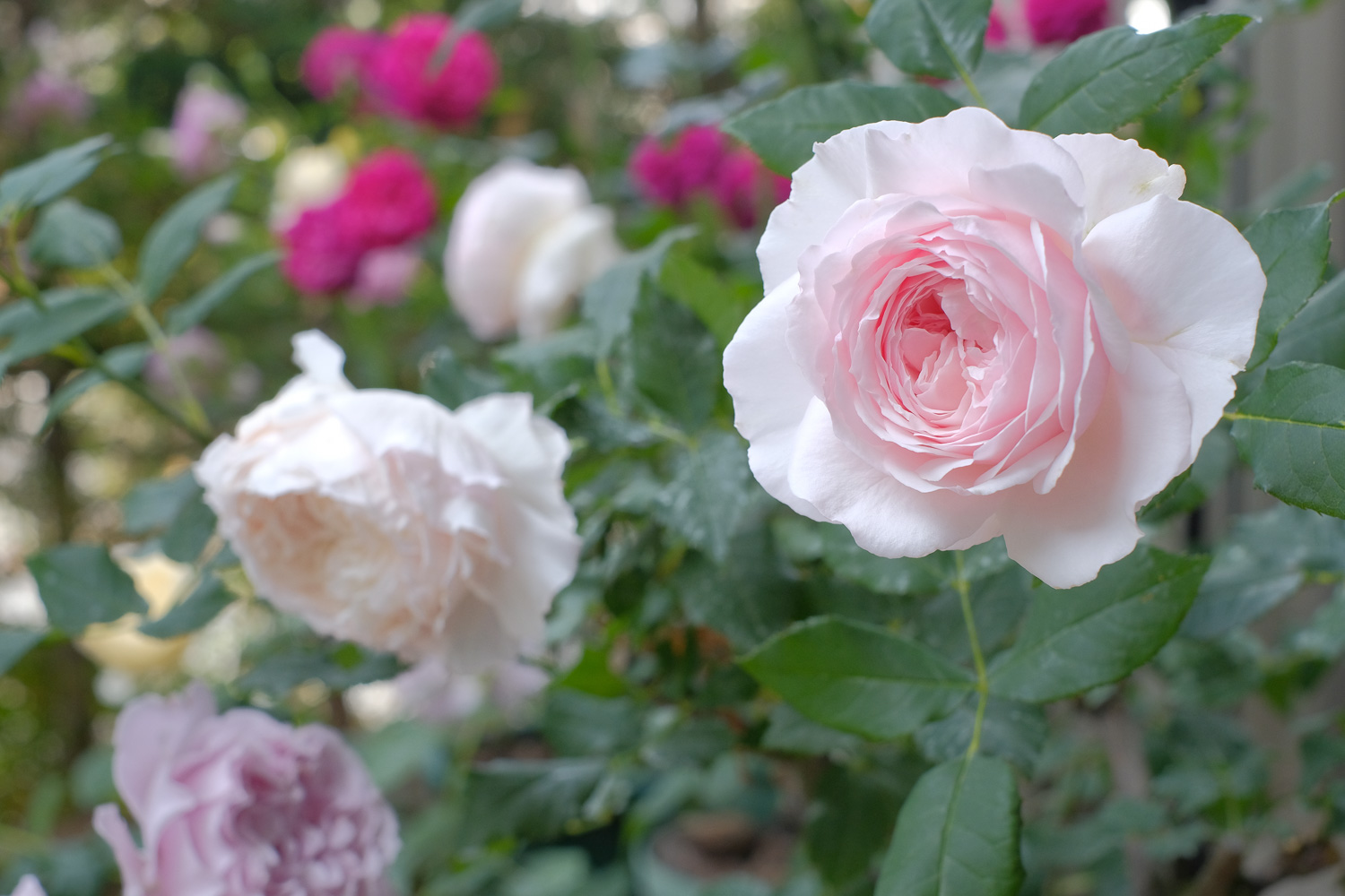 f:id:kota2009:20210512082445j:plain