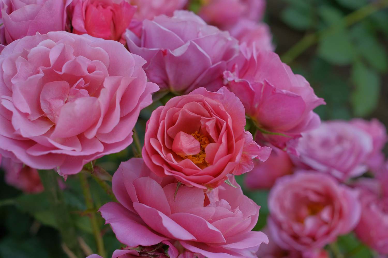 f:id:kota2009:20210515094745j:plain