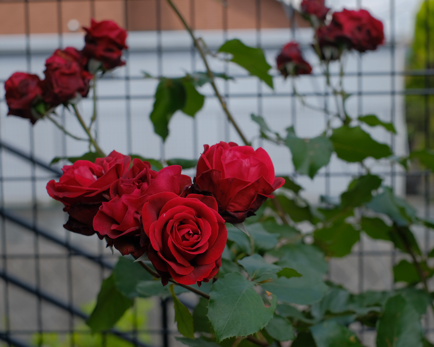 f:id:kota2009:20210515094954j:plain