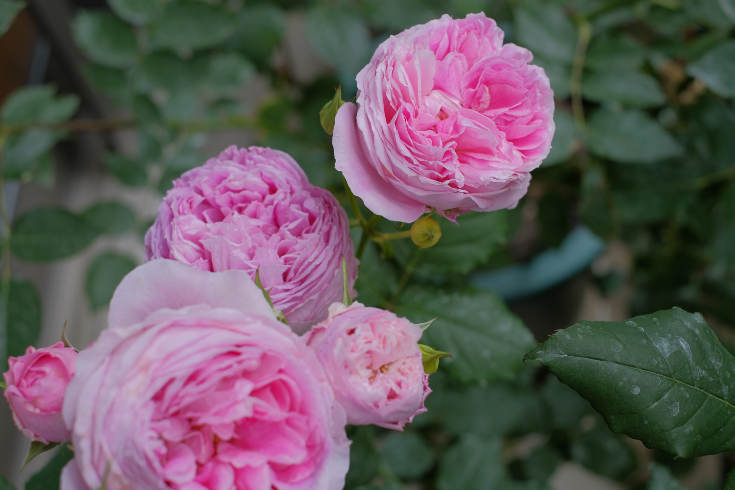 f:id:kota2009:20210515100155j:plain