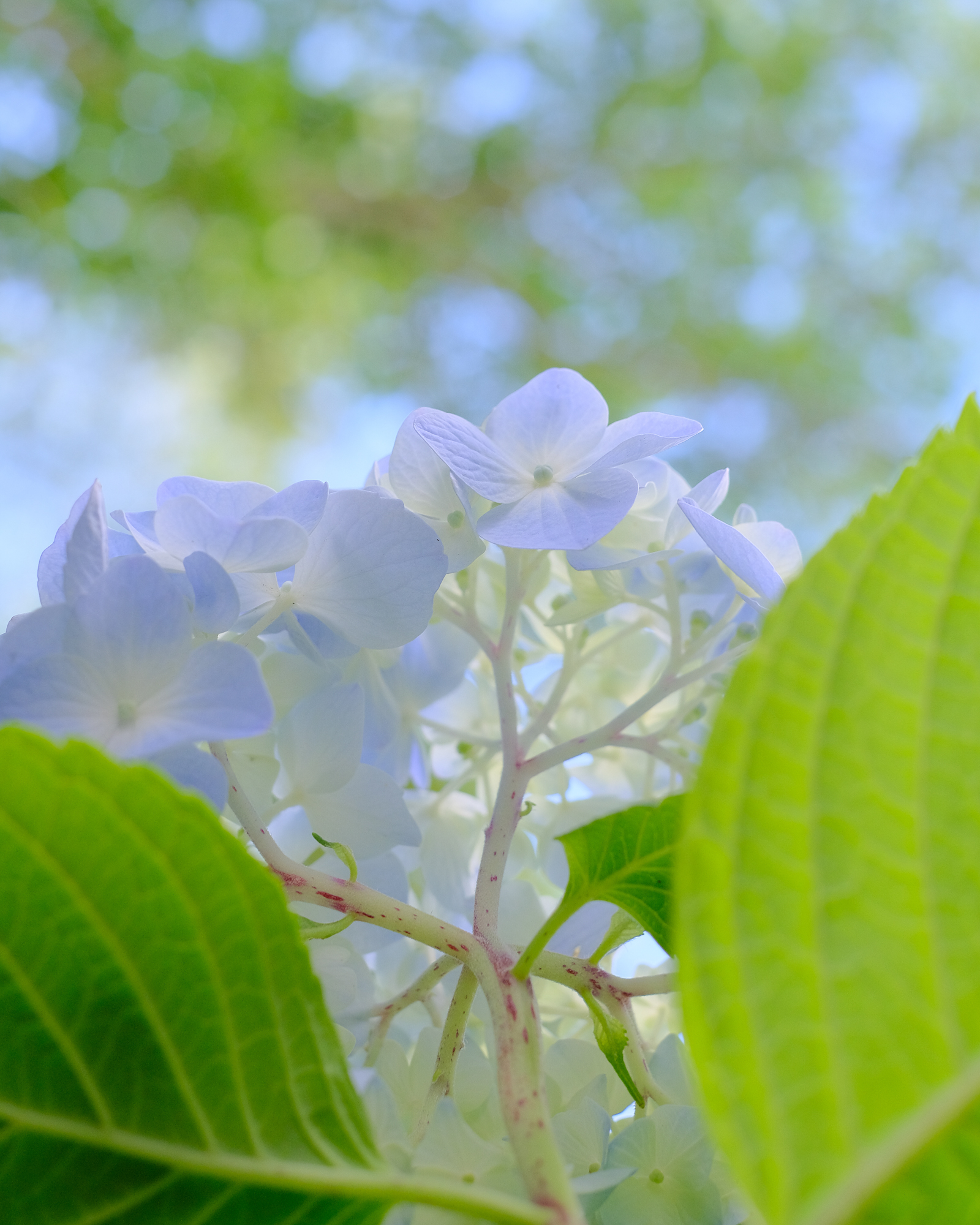 f:id:kota2009:20210523152439j:plain