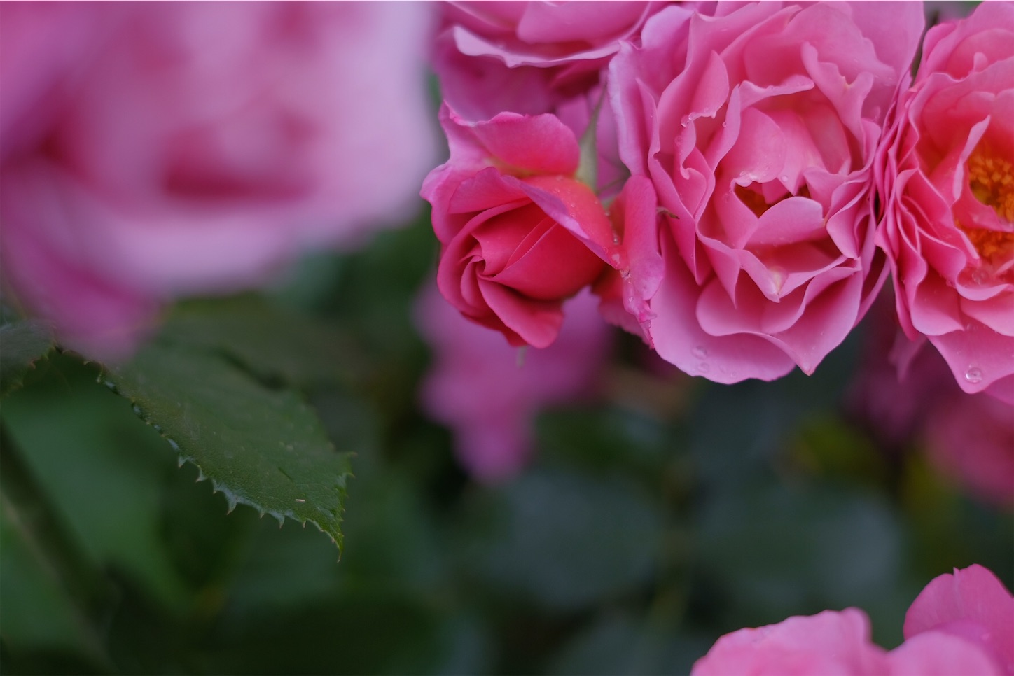 f:id:kota2009:20210524200117j:plain