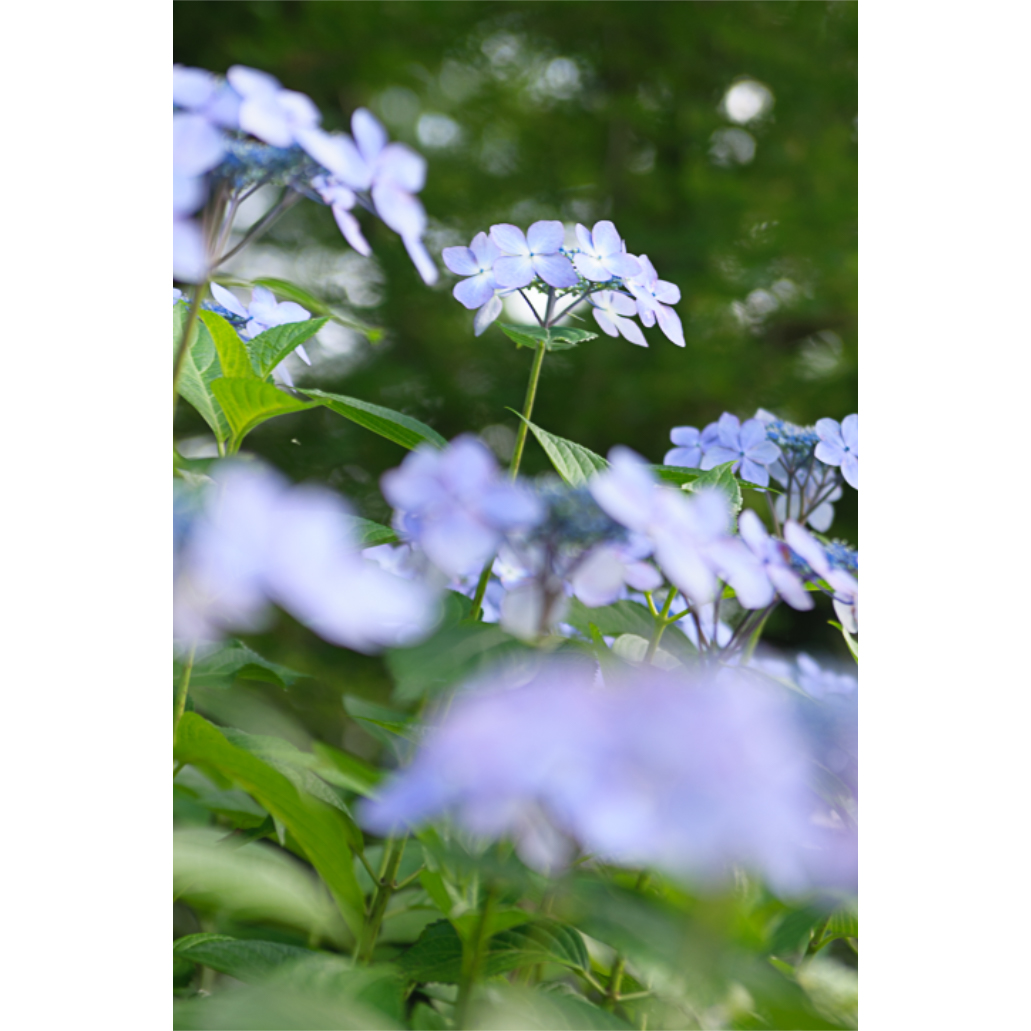 f:id:kota2009:20210608185357j:plain