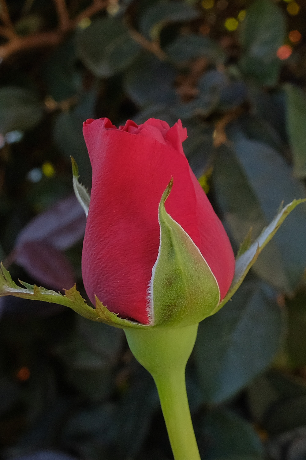 f:id:kota2009:20210618061917j:plain