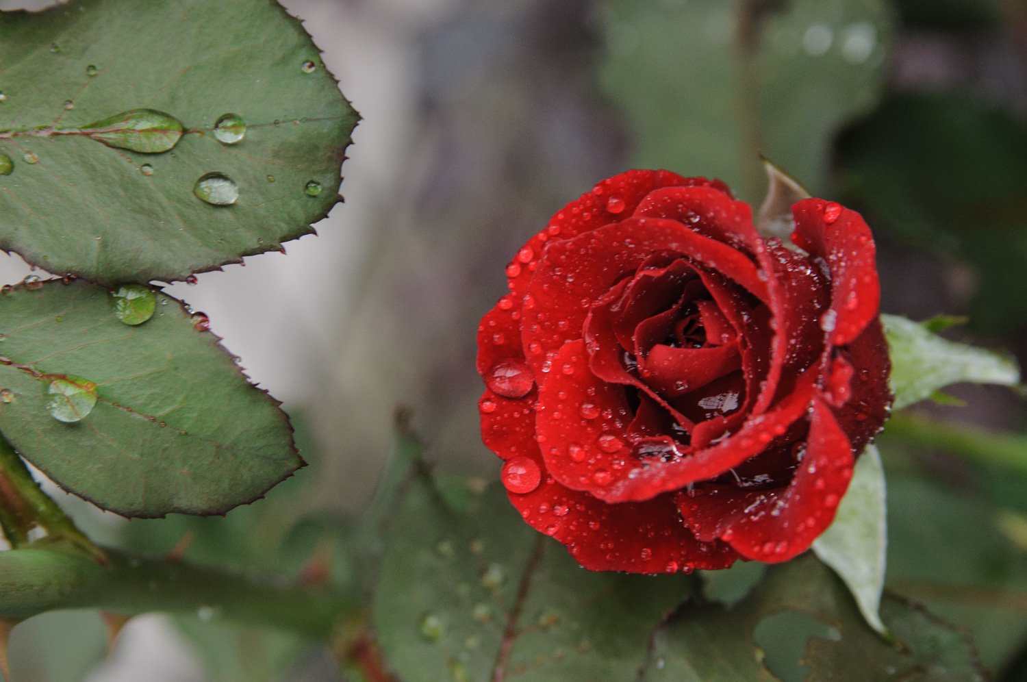 f:id:kota2009:20210619054743j:plain