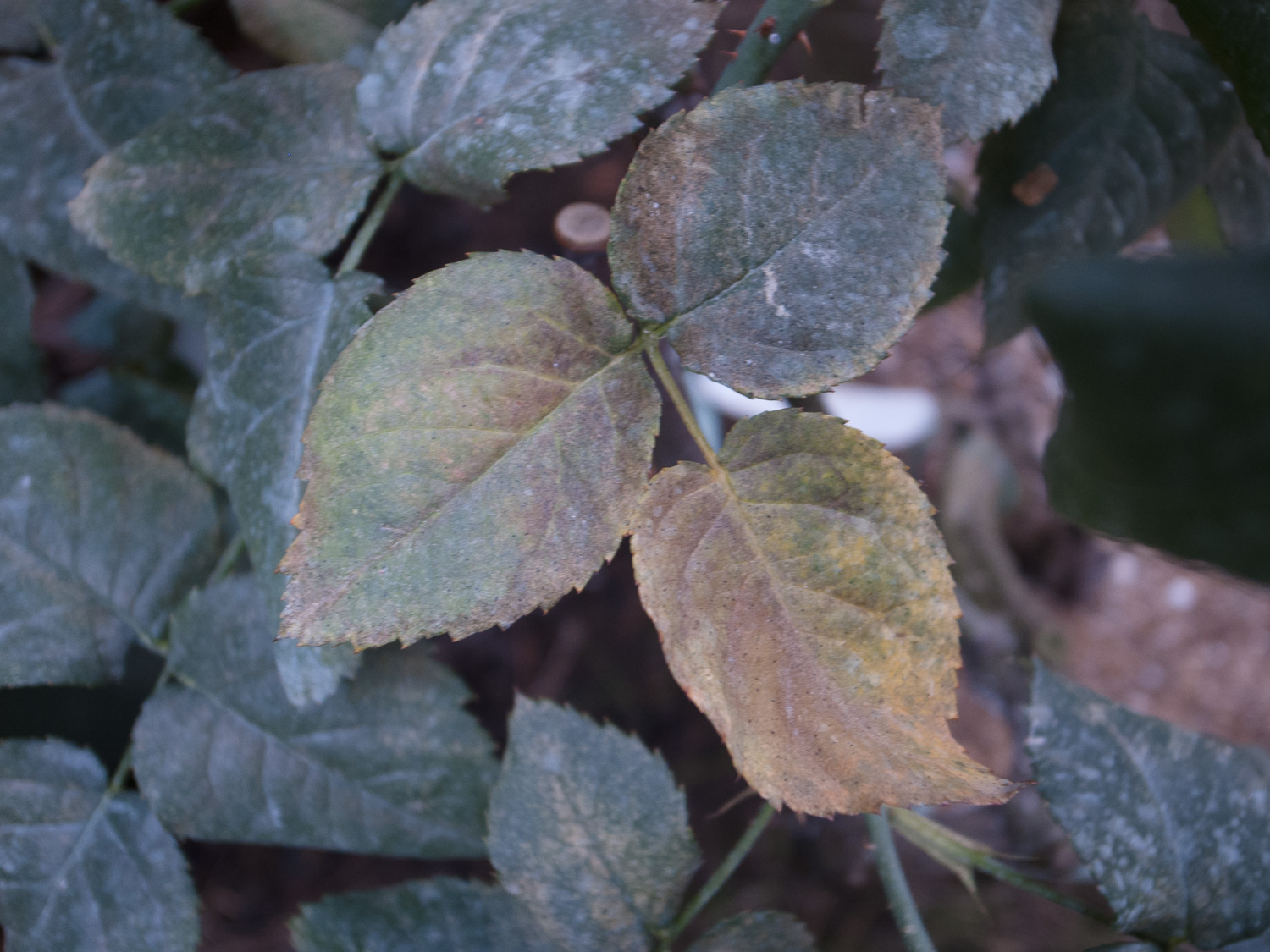 f:id:kota2009:20210627082325j:plain