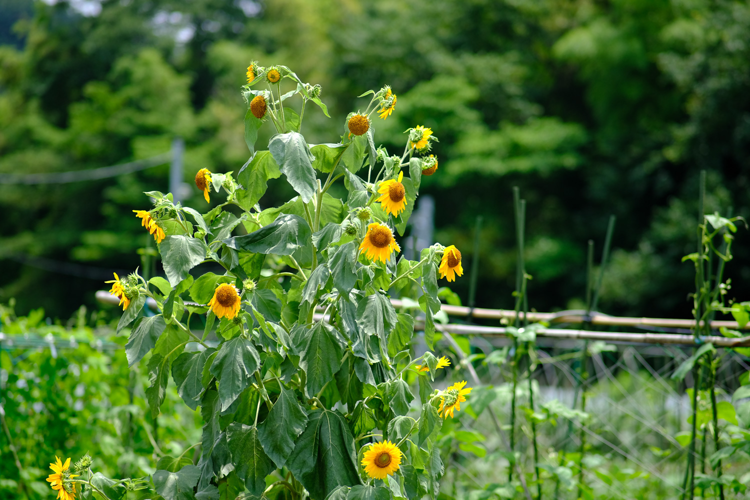 f:id:kota2009:20210711120404j:plain