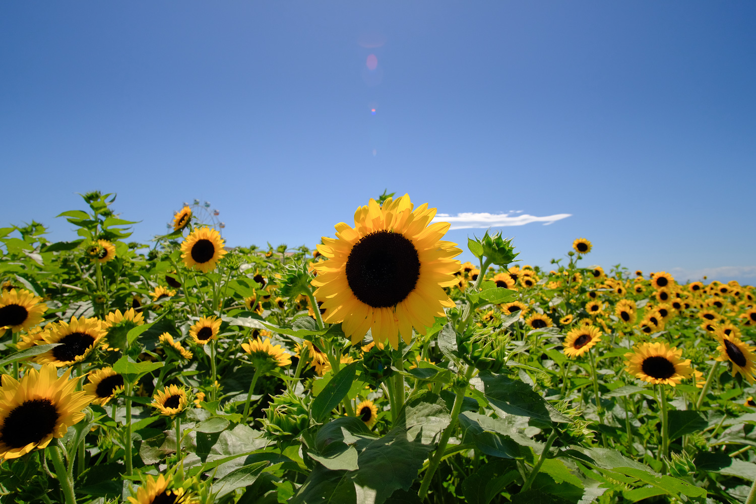 f:id:kota2009:20210810133300j:plain