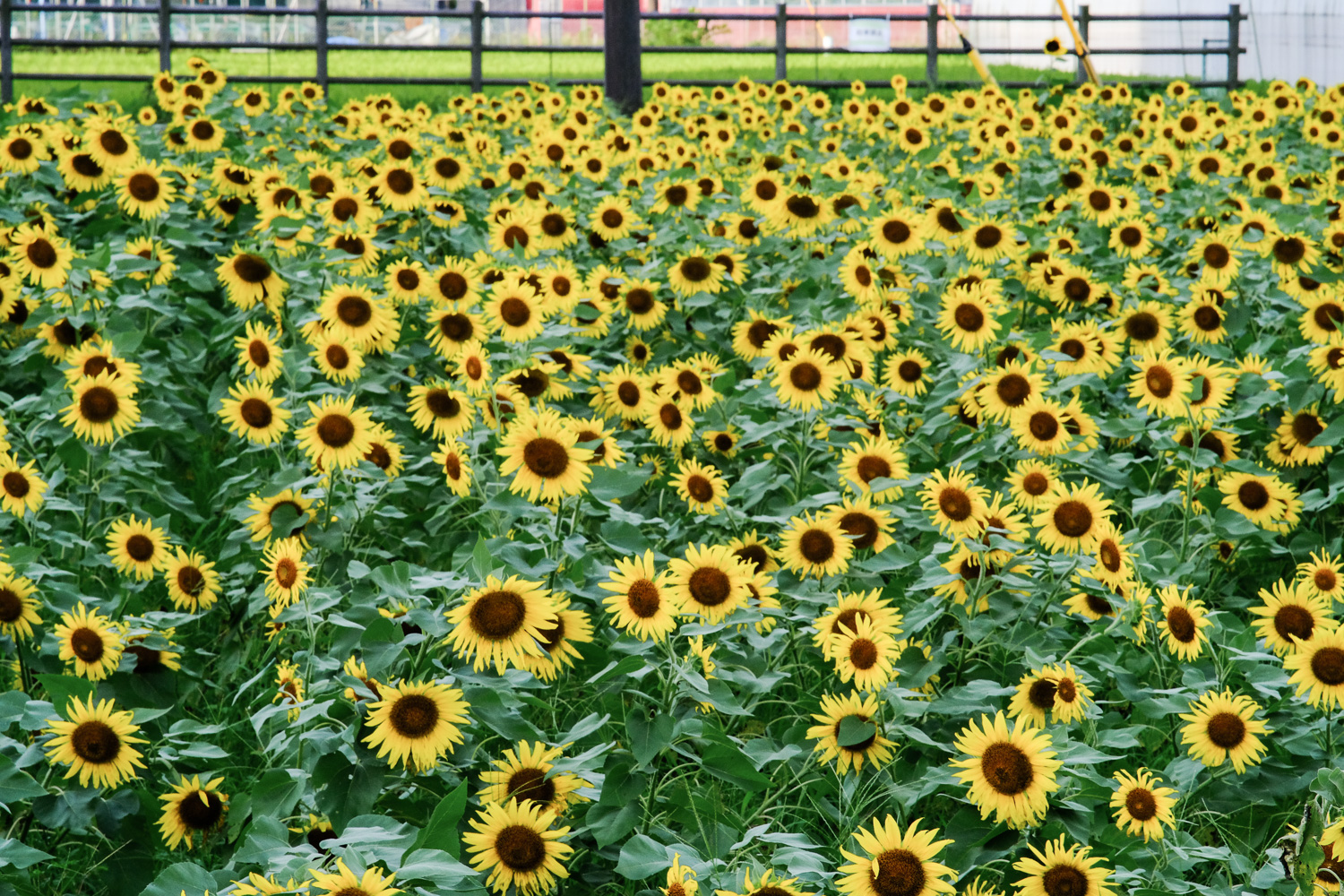 f:id:kota2009:20210818055837j:plain