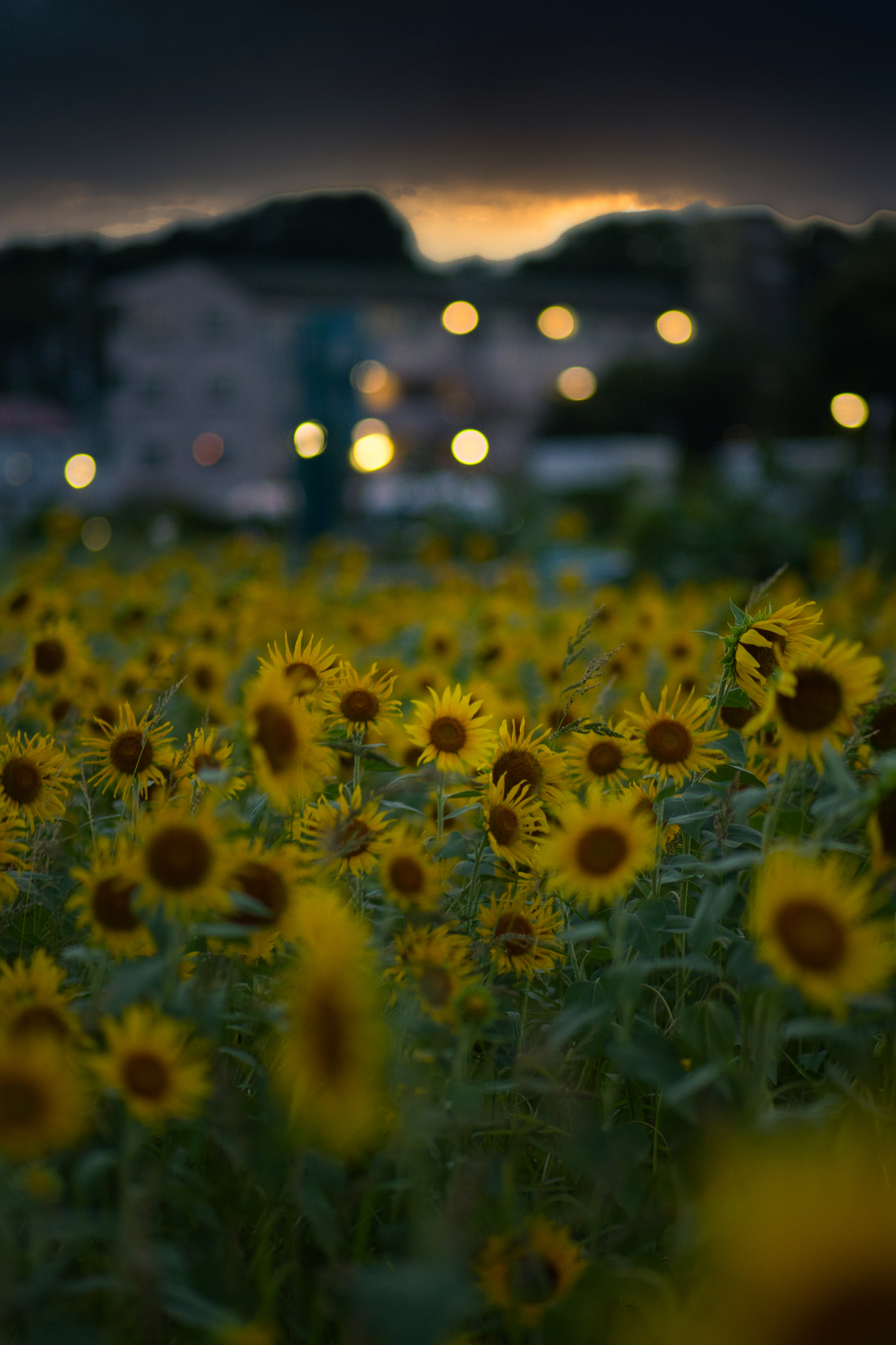 f:id:kota2009:20210820183140j:plain