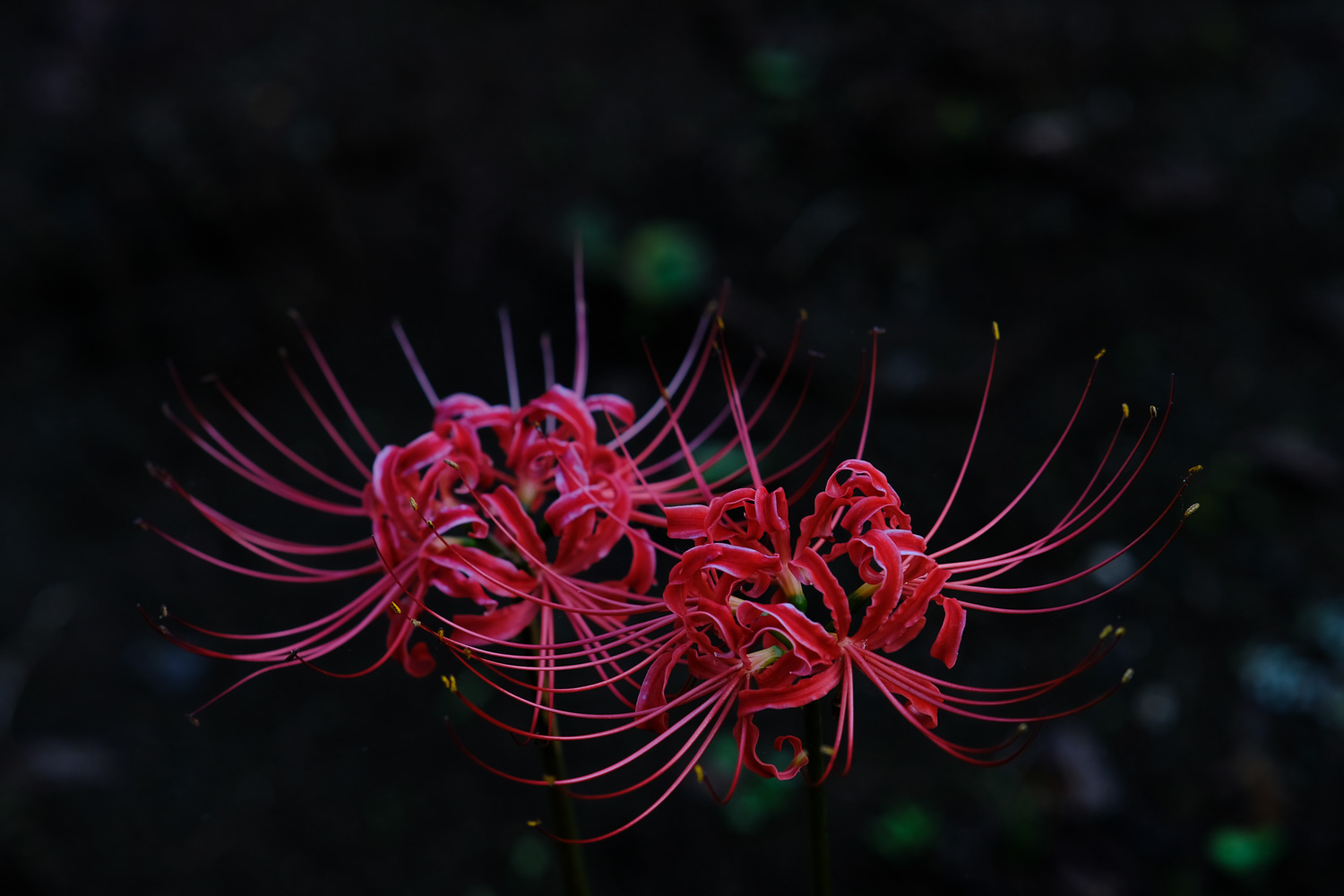 f:id:kota2009:20210924080145j:plain