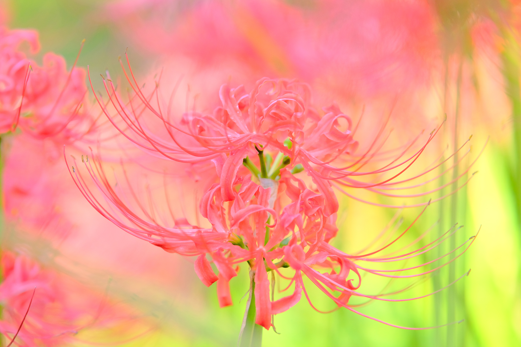 f:id:kota2009:20210924082608j:plain