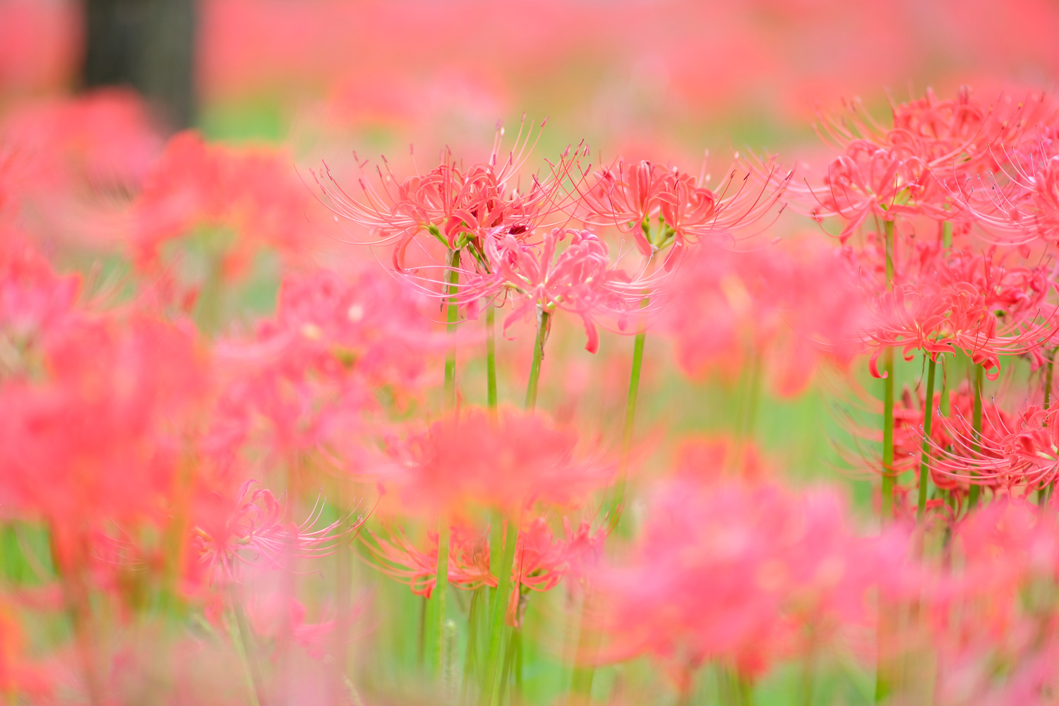f:id:kota2009:20210925141603j:plain