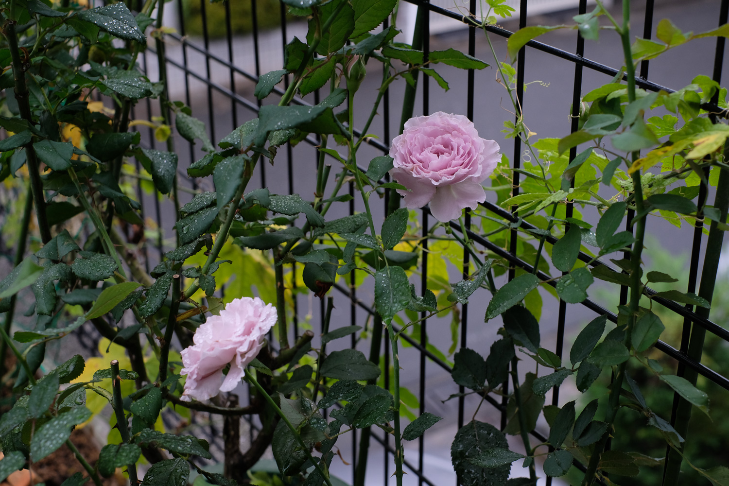 f:id:kota2009:20211007080853j:plain