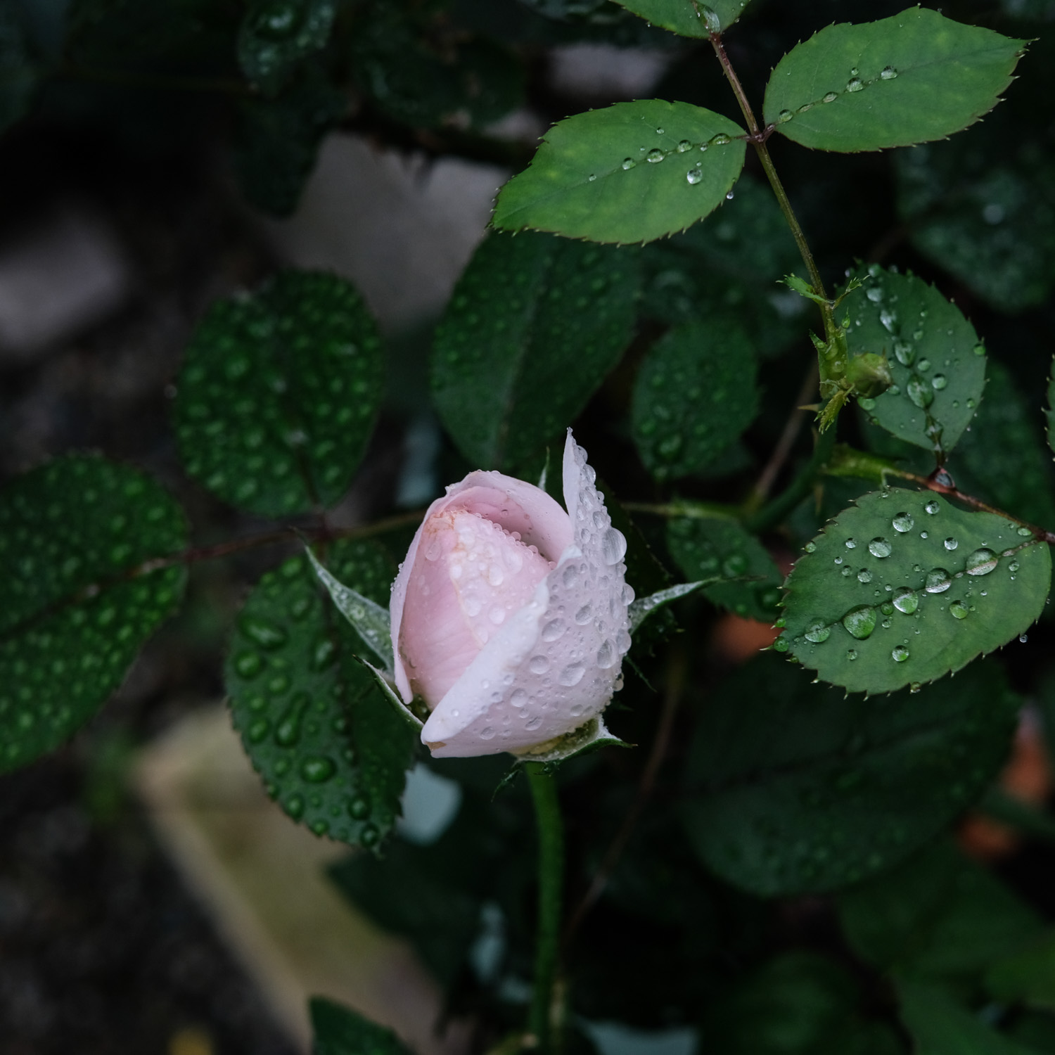 f:id:kota2009:20211007081211j:plain