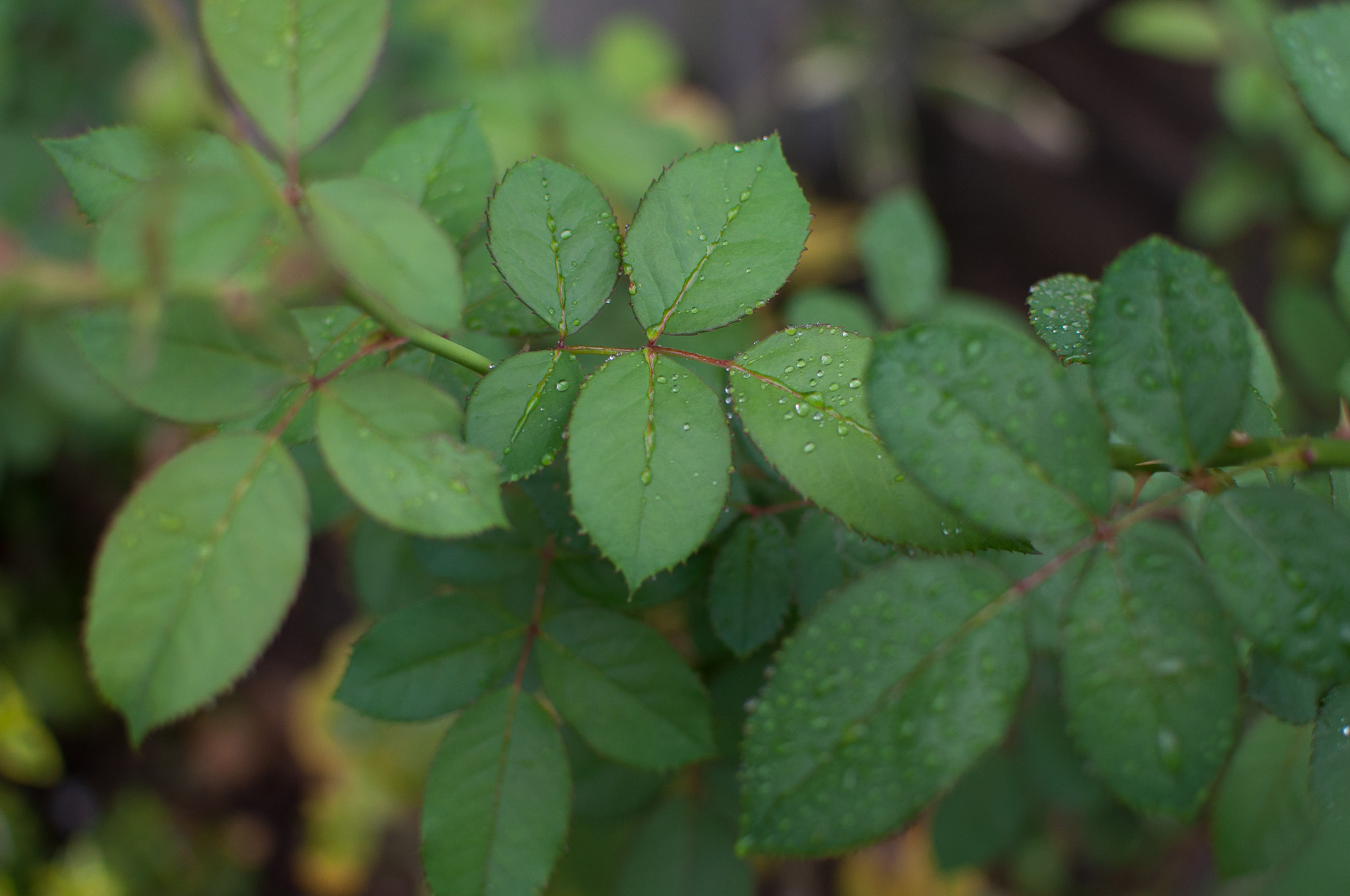 f:id:kota2009:20211016062955j:plain