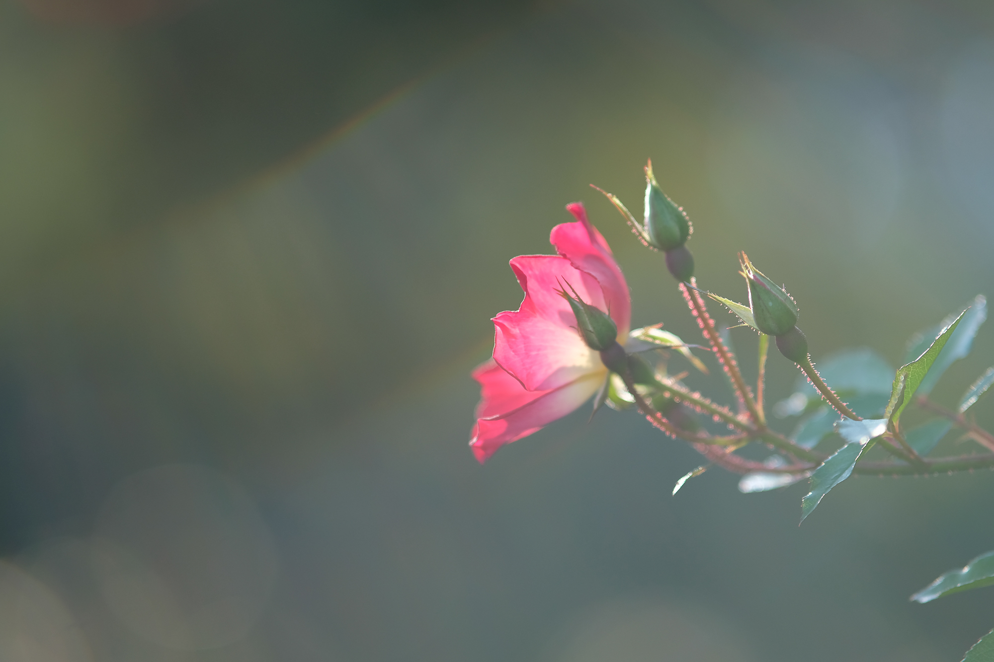f:id:kota2009:20211028143005j:plain