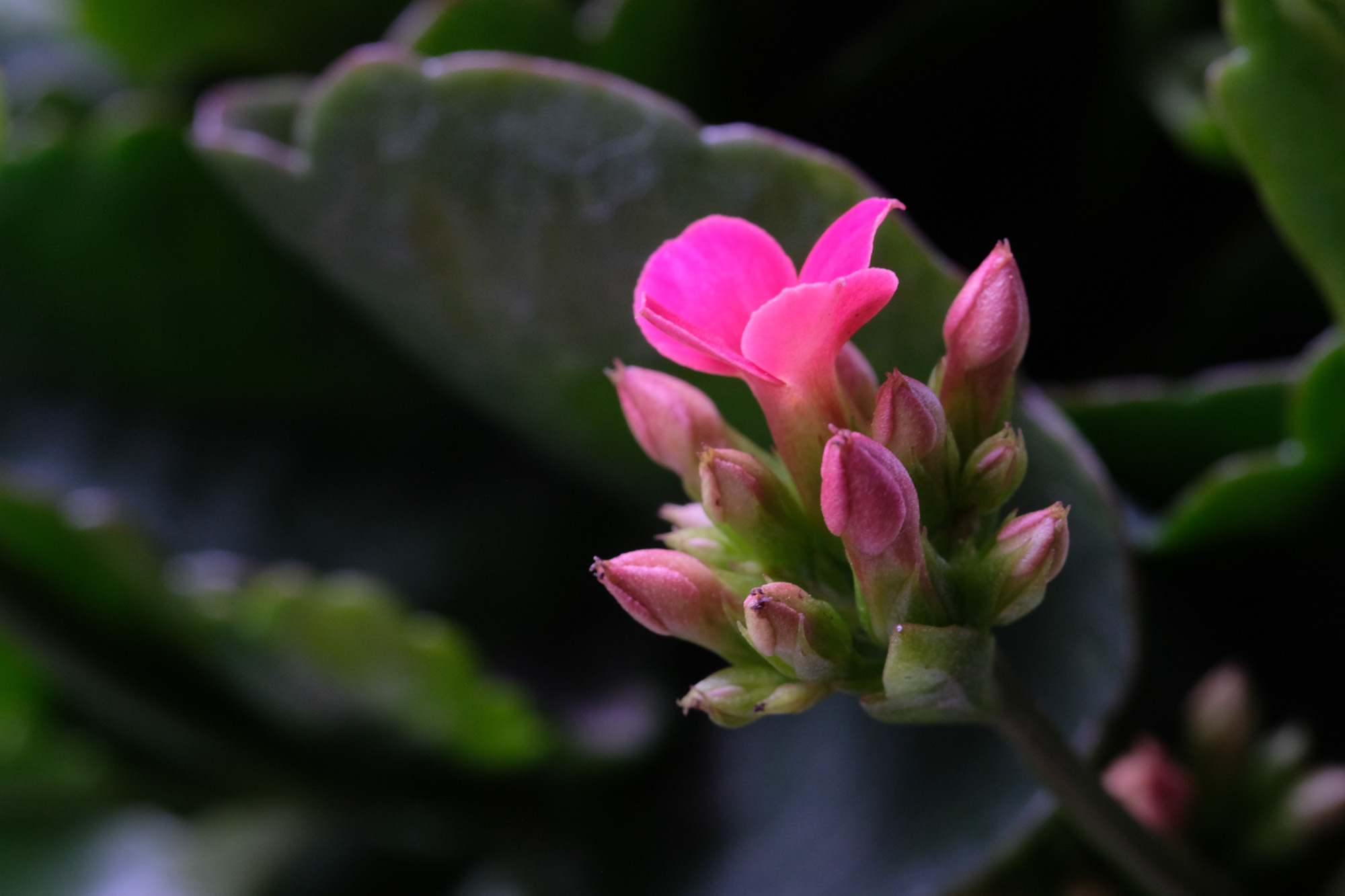 f:id:kota2009:20211208083210j:plain