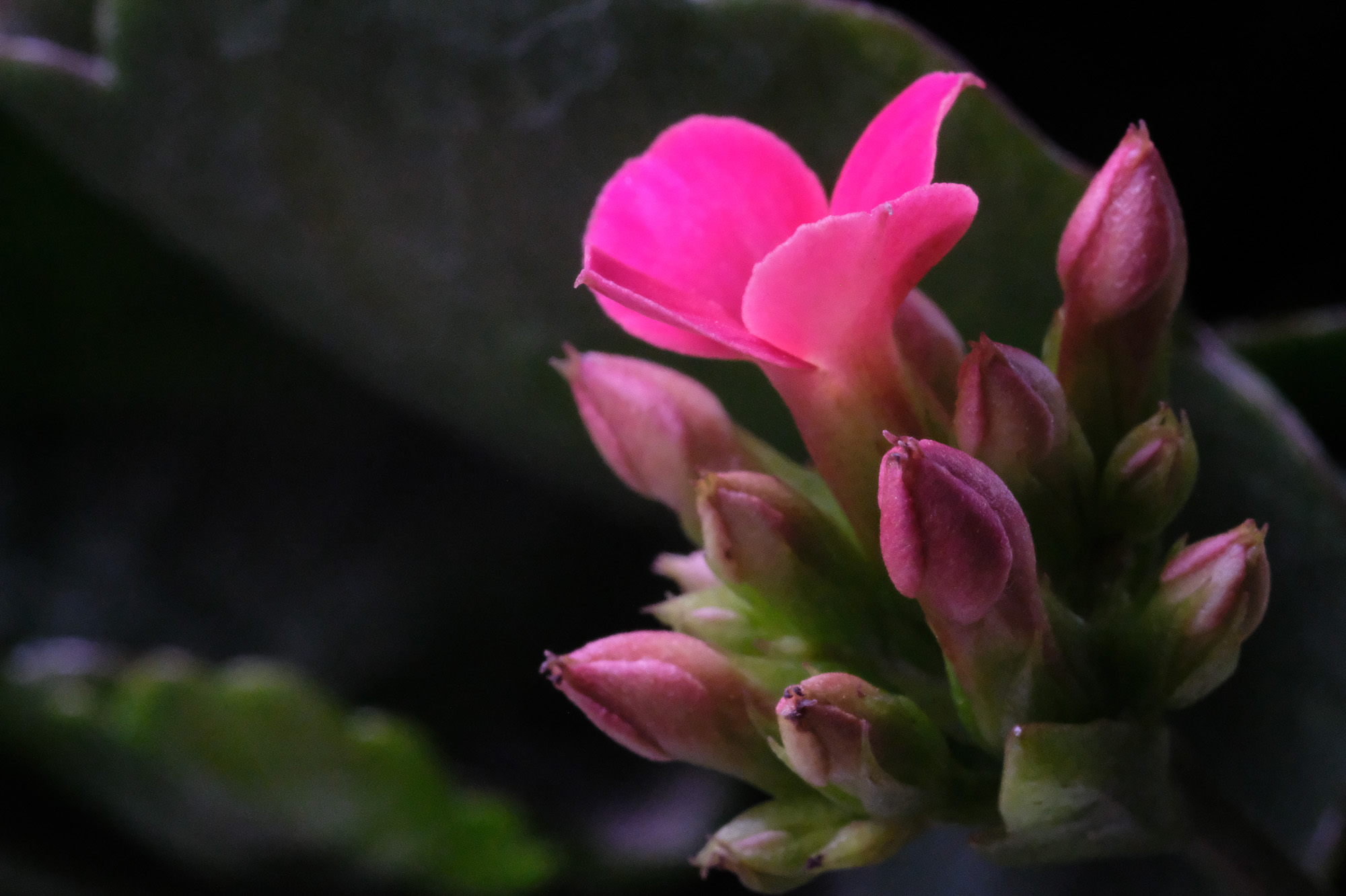 f:id:kota2009:20211208083447j:plain