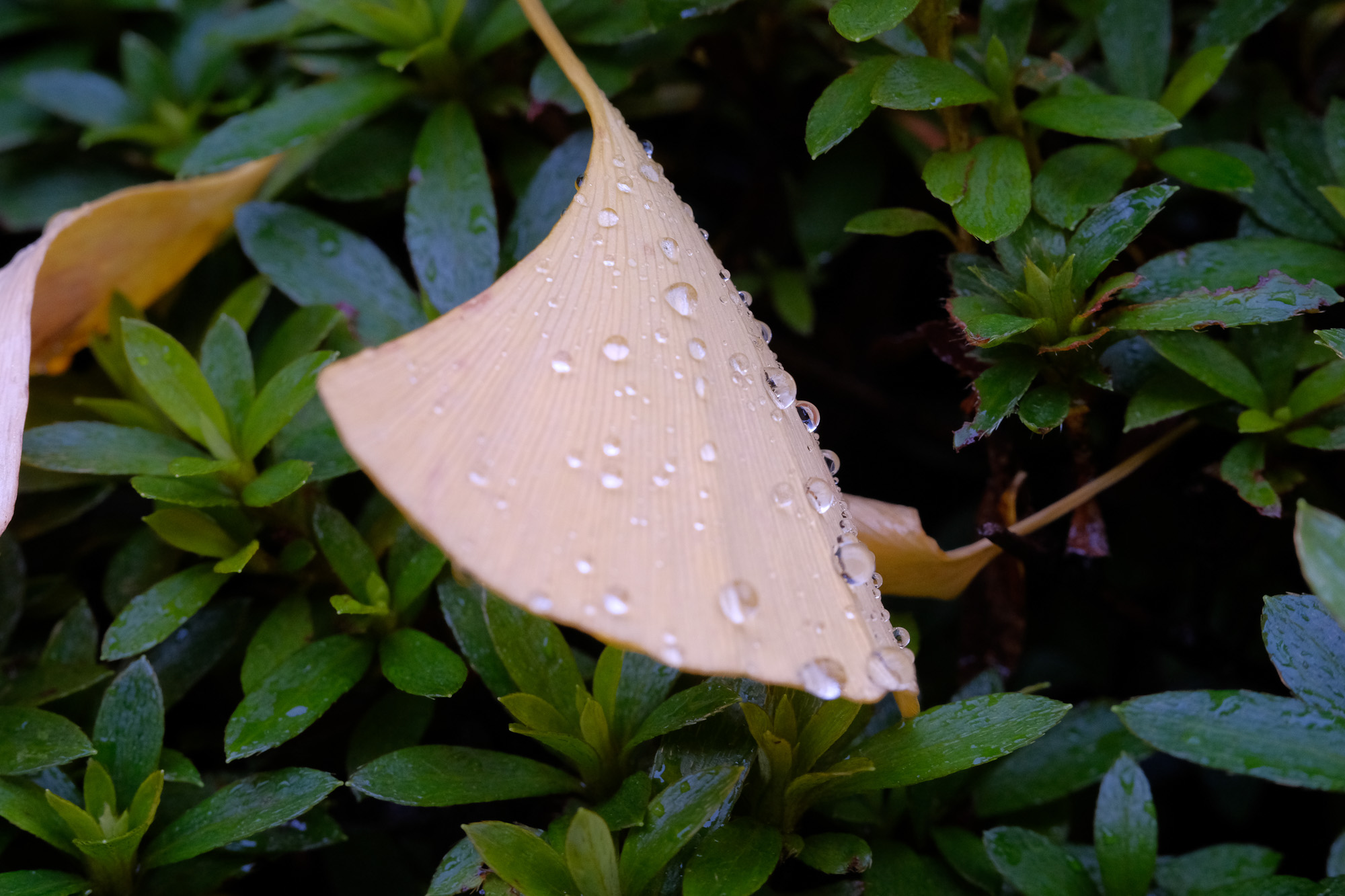 f:id:kota2009:20211208143226j:plain