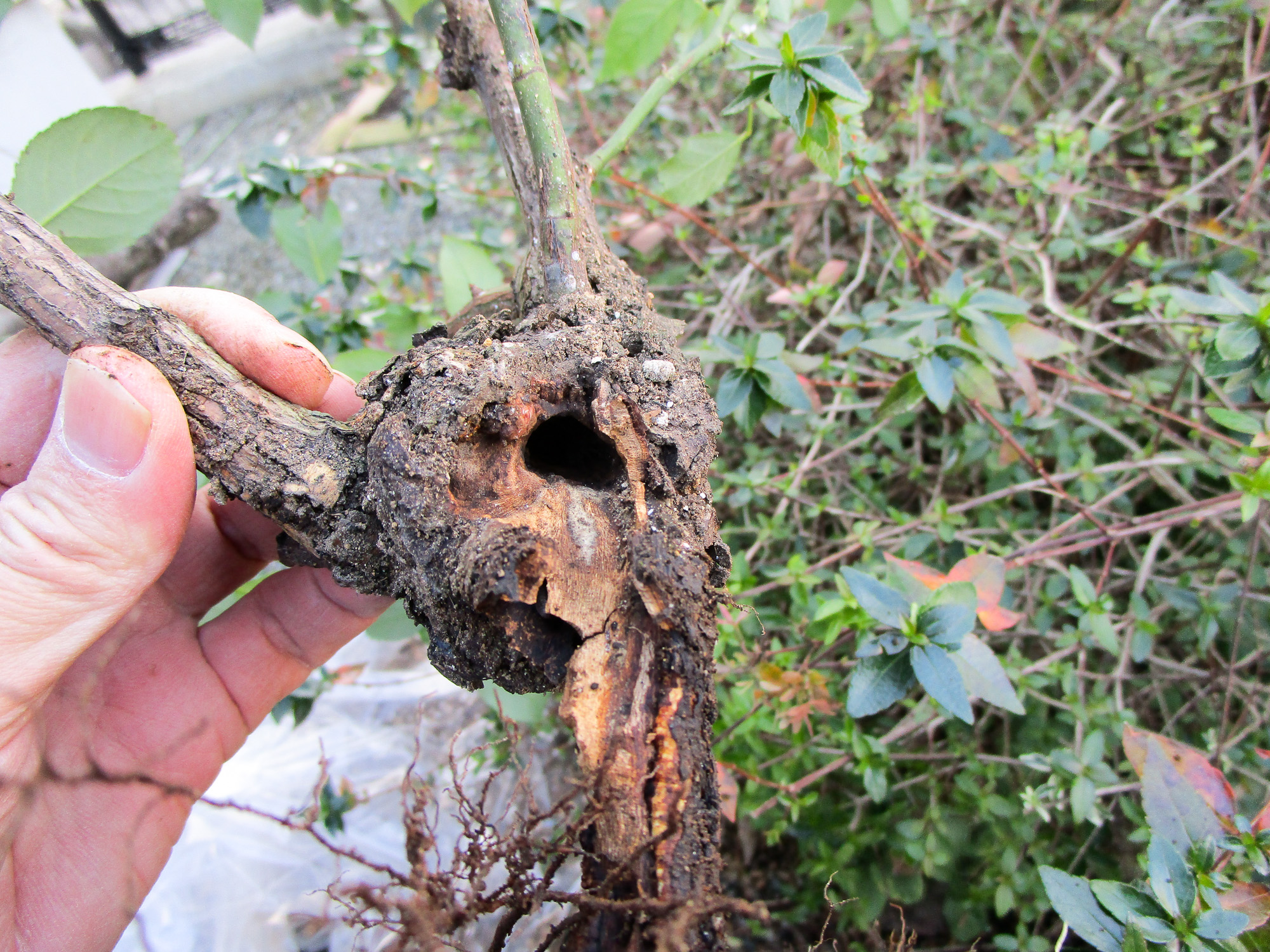 f:id:kota2009:20211210124256j:plain