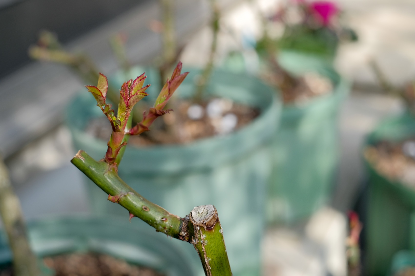 f:id:kota2009:20220309143951j:plain